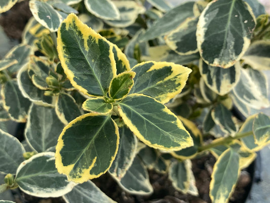 Euonymus fortunei Silver Queen - Champion Plants