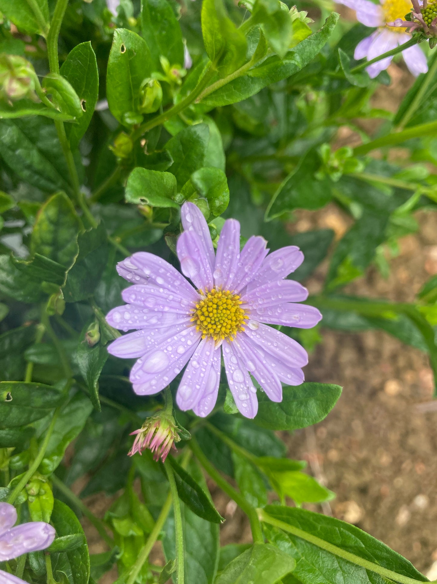 Kalimeris incisa Blue Star - Champion Plants