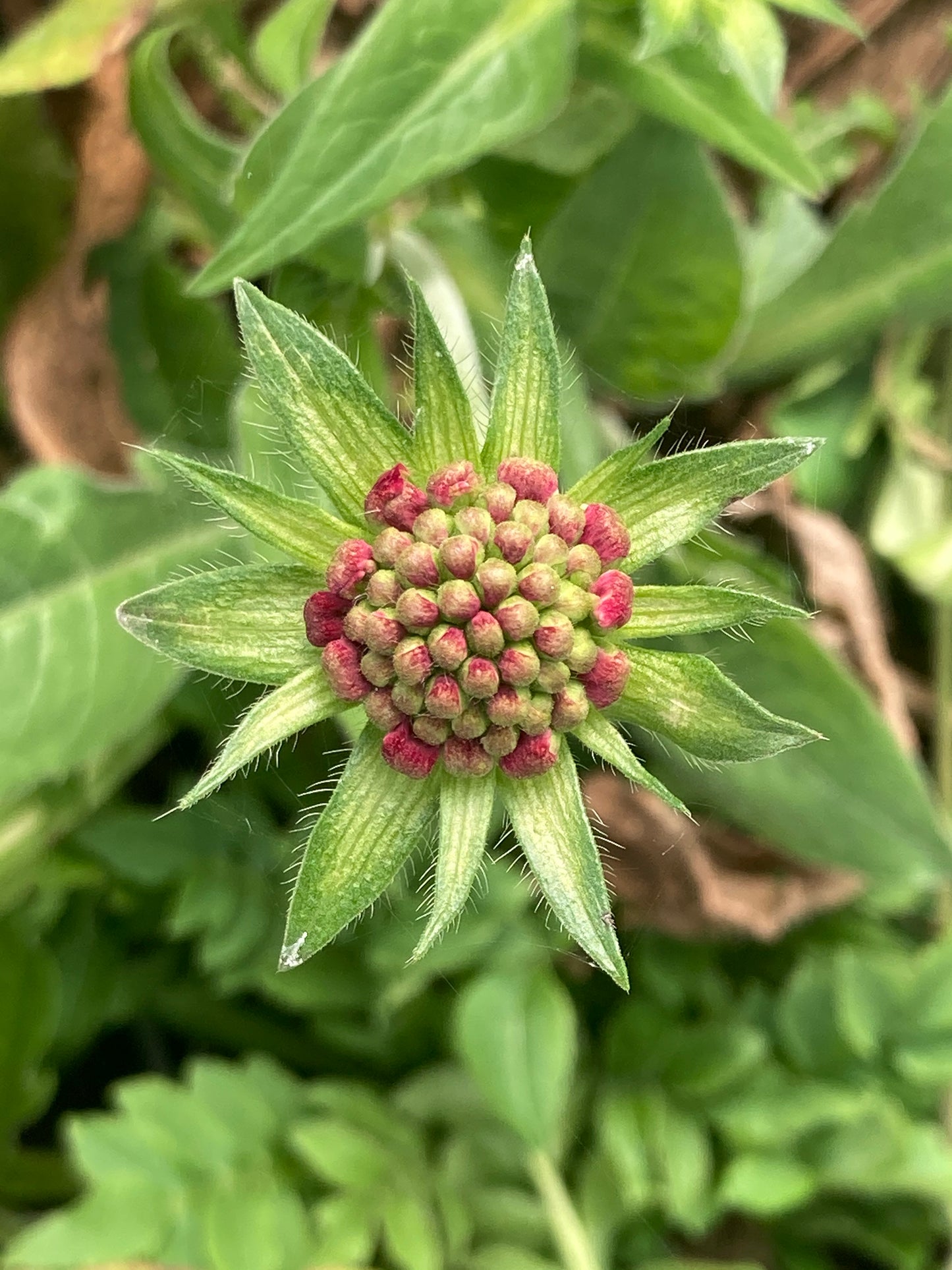 Knautia macedonica 'Red Knight' - Champion Plants