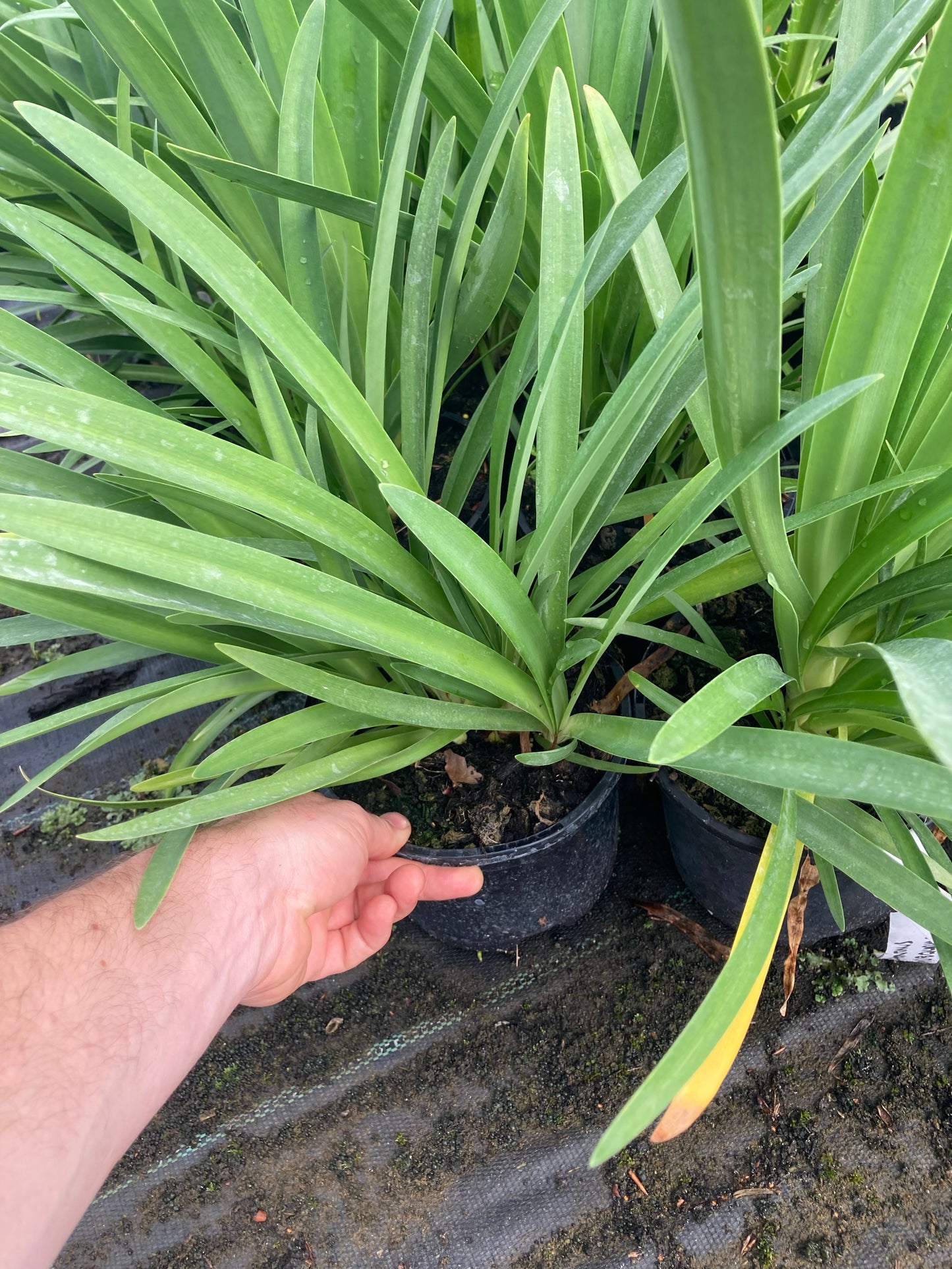 Agapanthus Headbourne Hybrids - Champion Plants