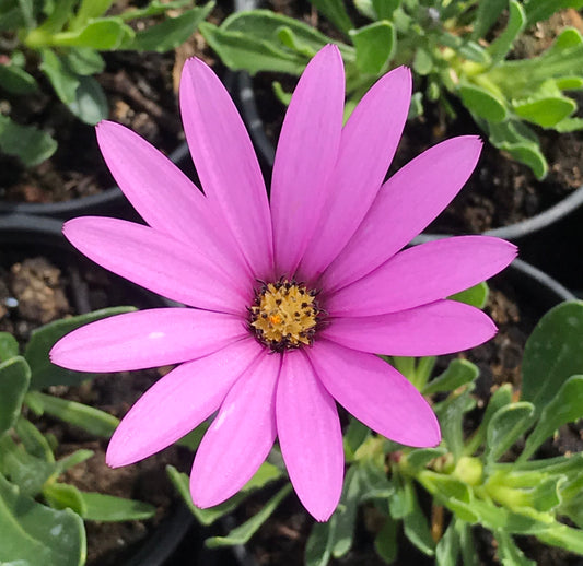 Osteospermum jucundum Compactum - Champion Plants