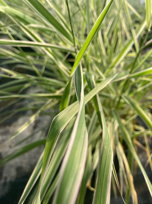 Phalaris arundinacea var. picta 'Feesey Form' - Champion Plants