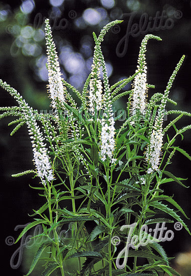 Veronica longifolia Alba - Champion Plants