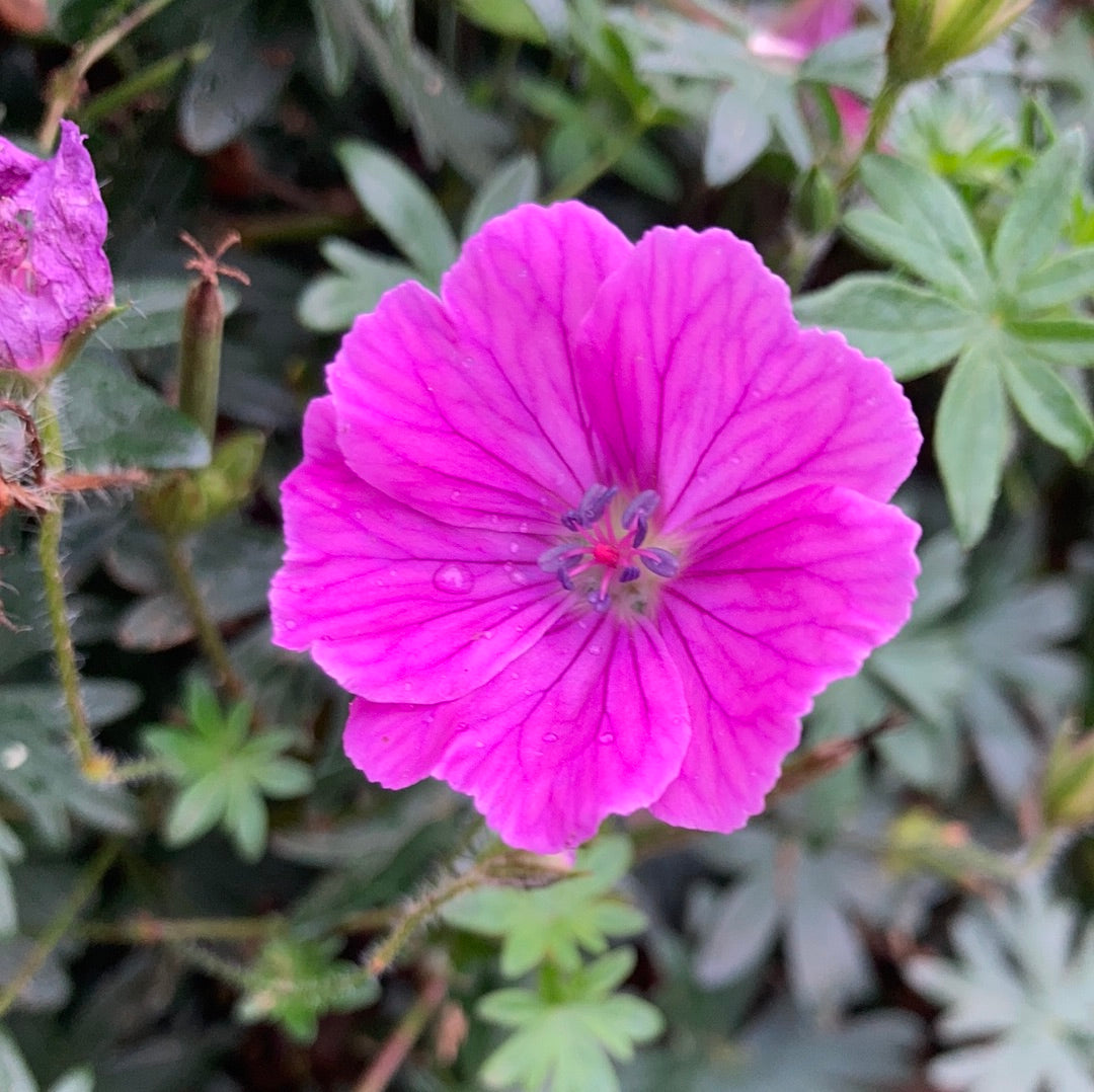 Geranium sanguinium Elsbeth - Champion Plants