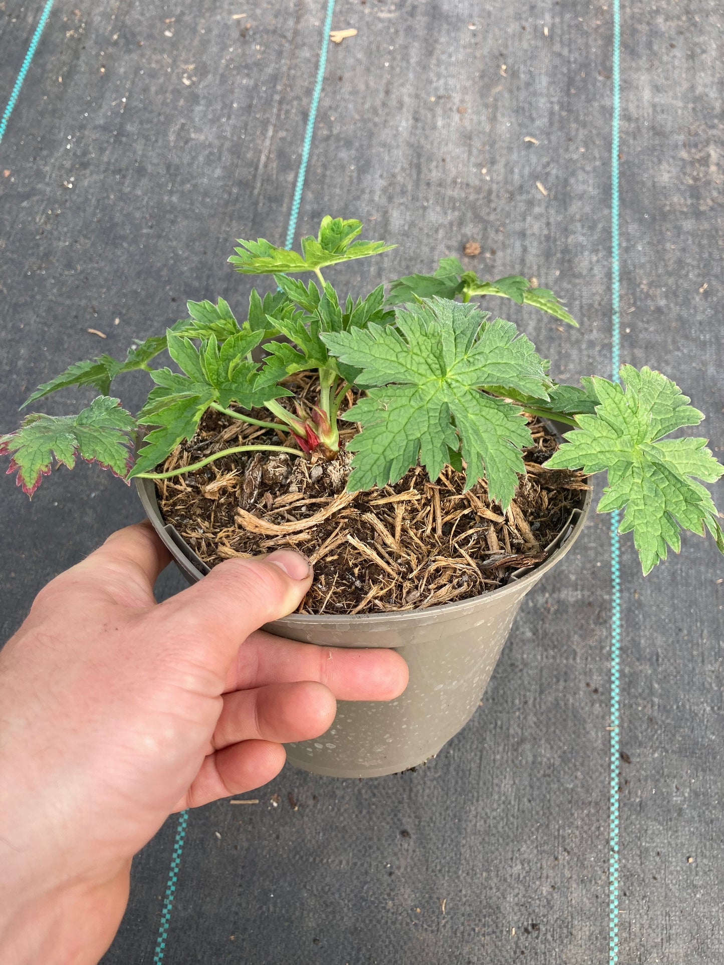 Geranium 'Red Admiral' - Champion Plants