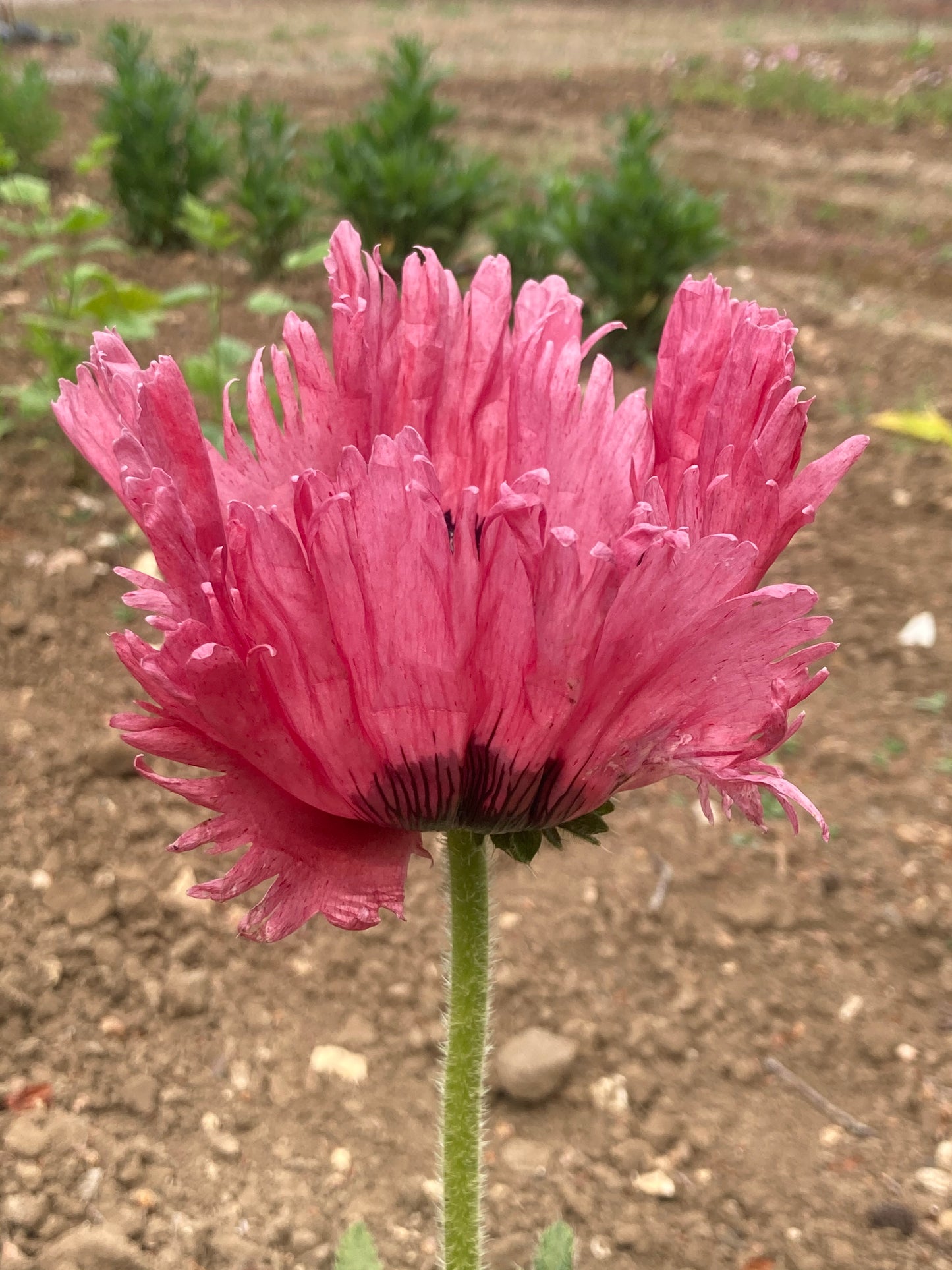 Papaver oriental Patty's Plum - Champion Plants