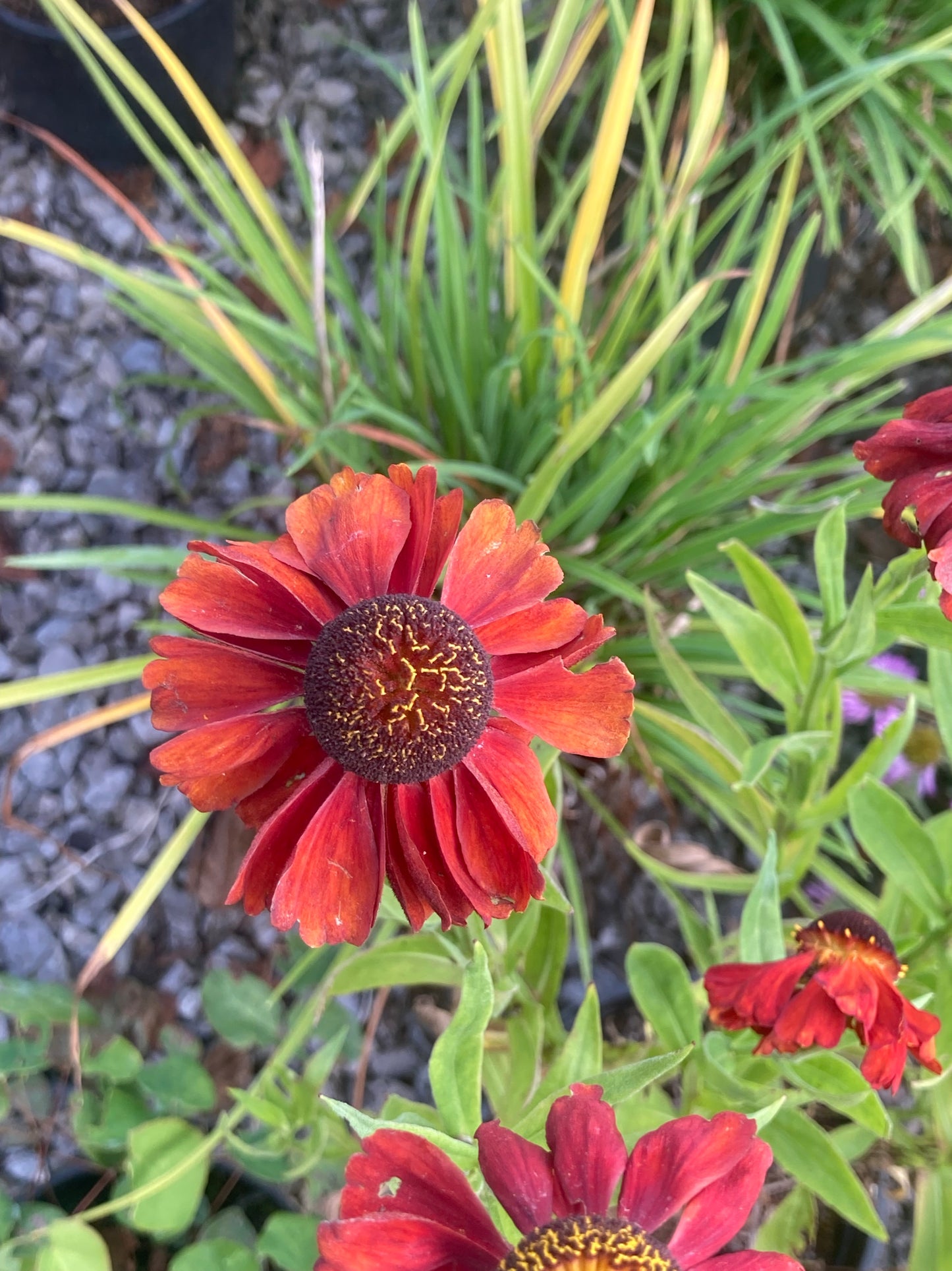Helenium Red Army - Champion Plants