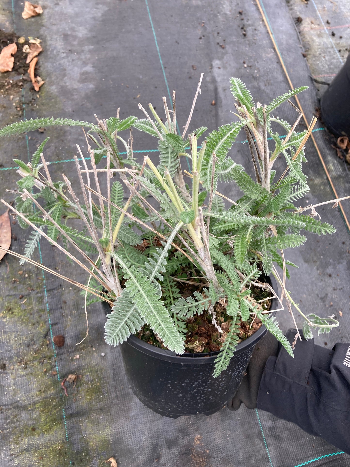 Achillea Moonshine - Champion Plants
