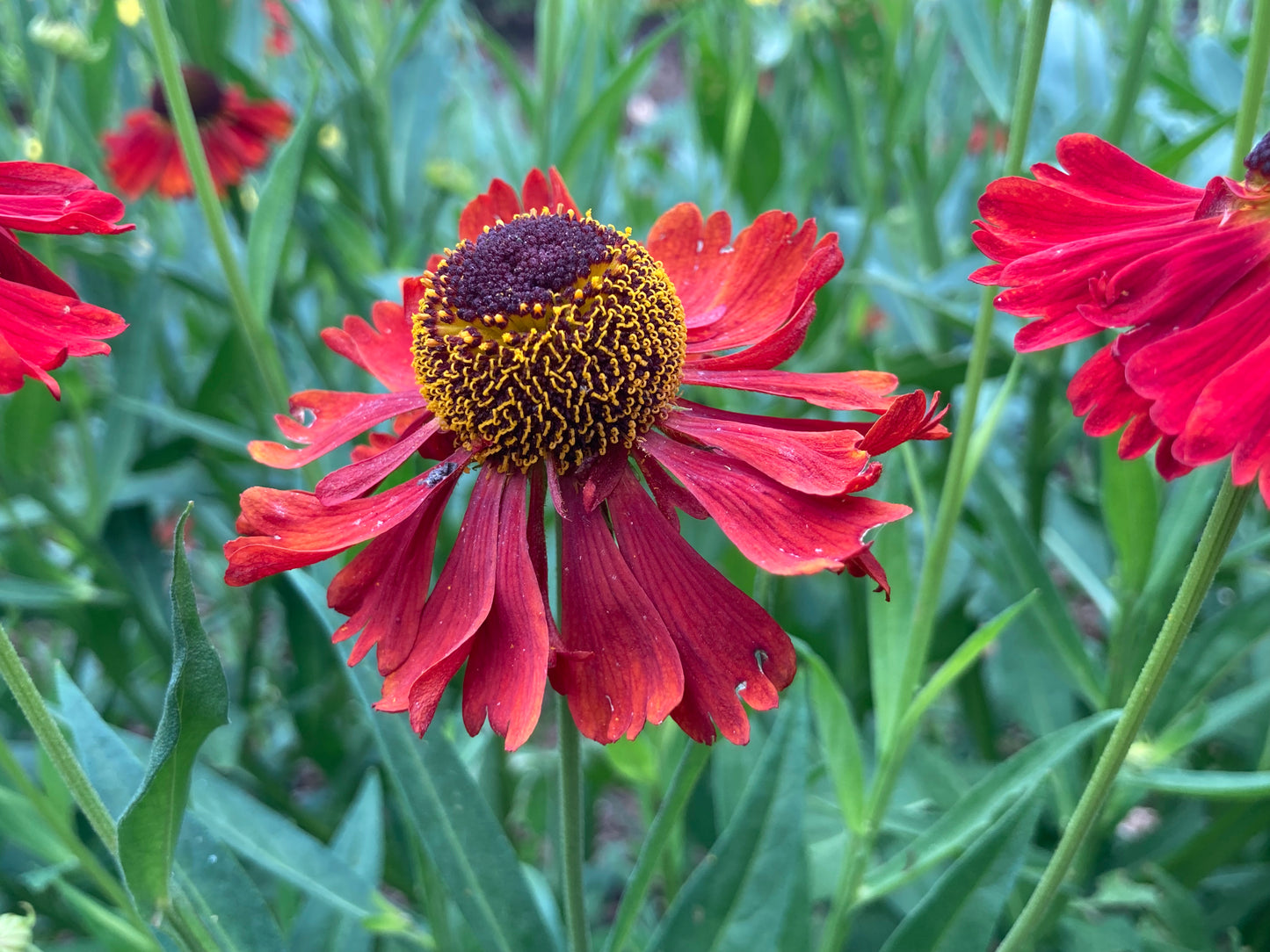 Helenium 'Moerheim Beauty' - AGM - Champion Plants