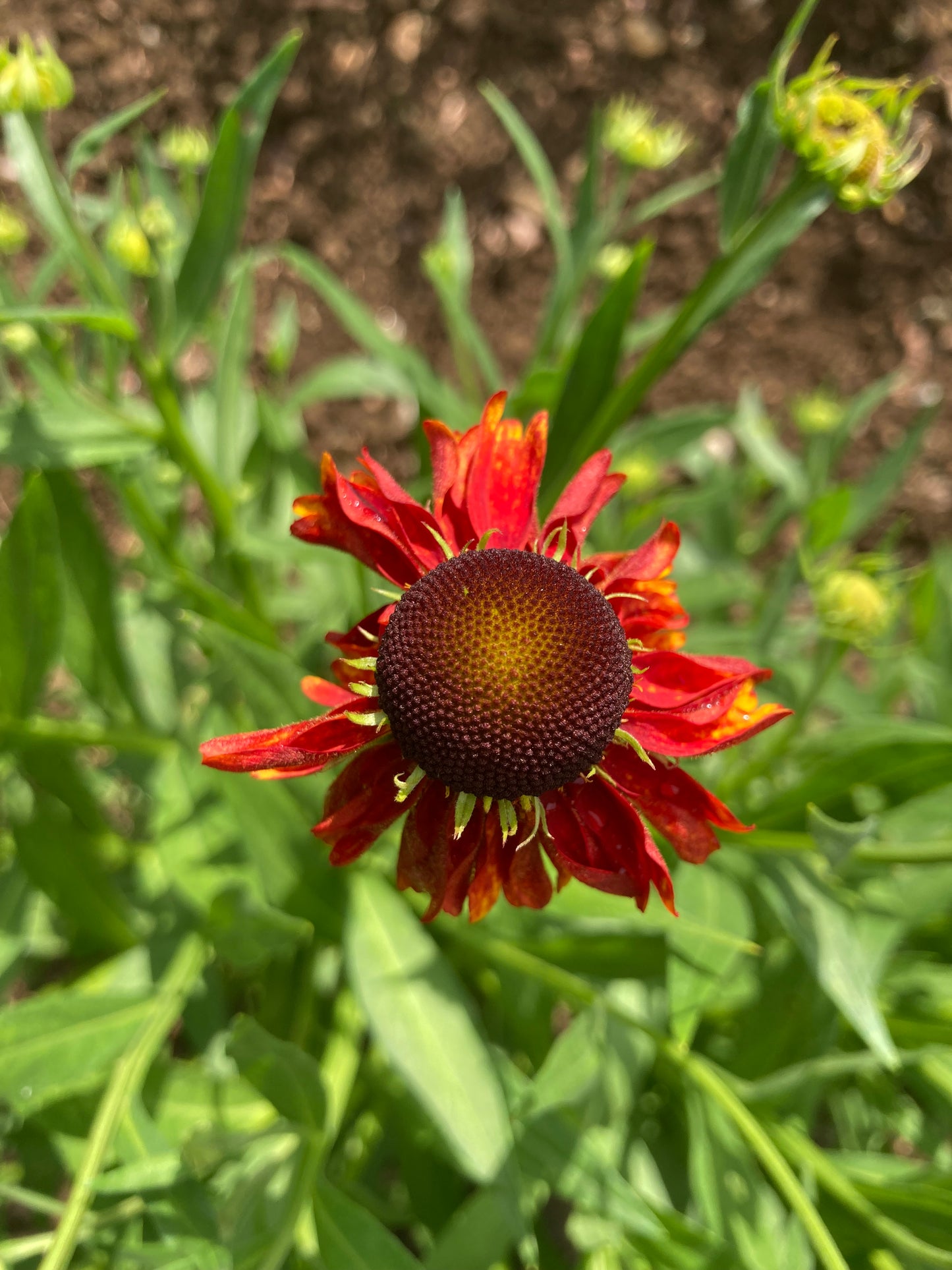 Helenium 'Moerheim Beauty' - AGM - Champion Plants