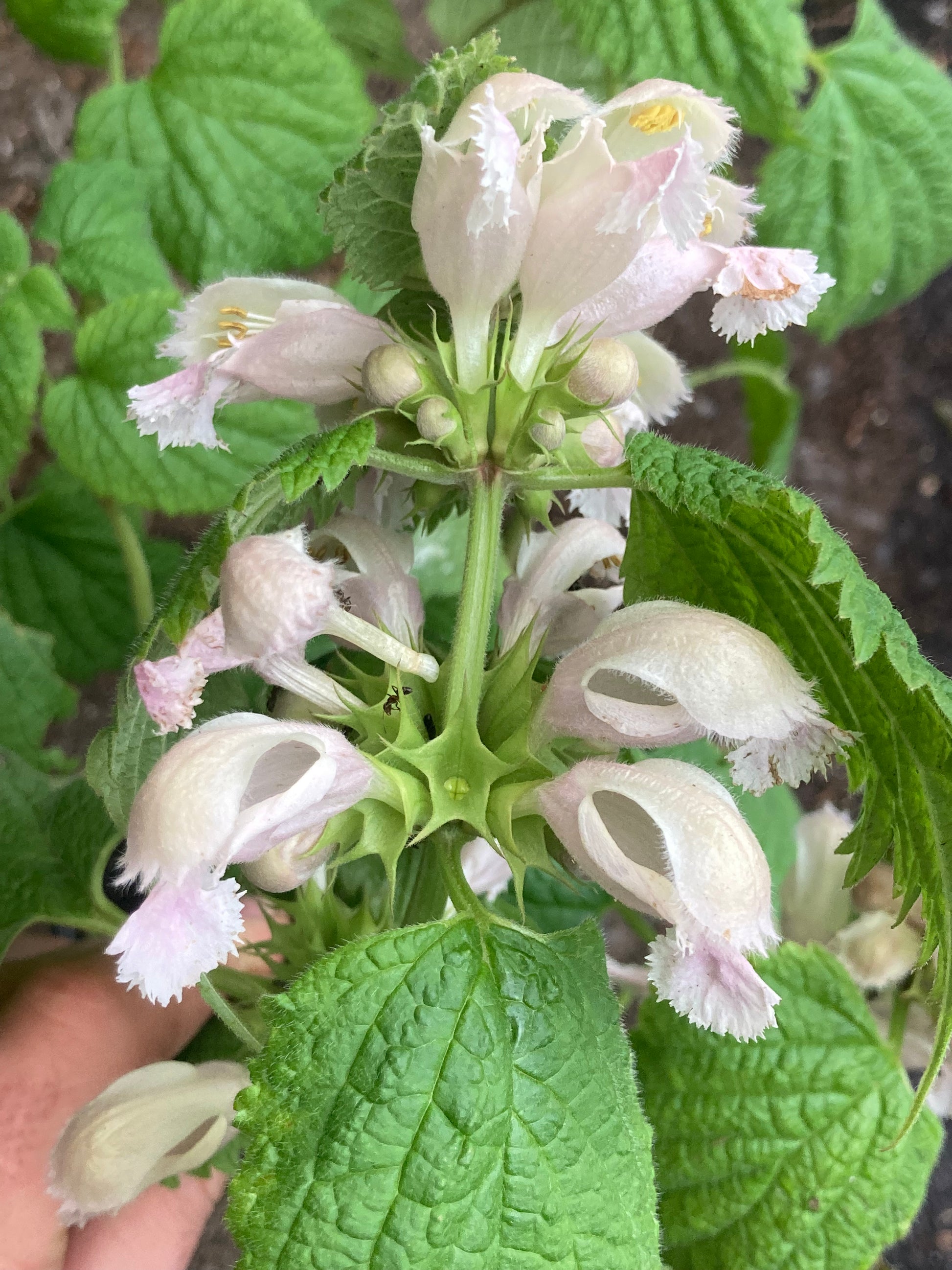 Lamium orvala Album - Champion Plants