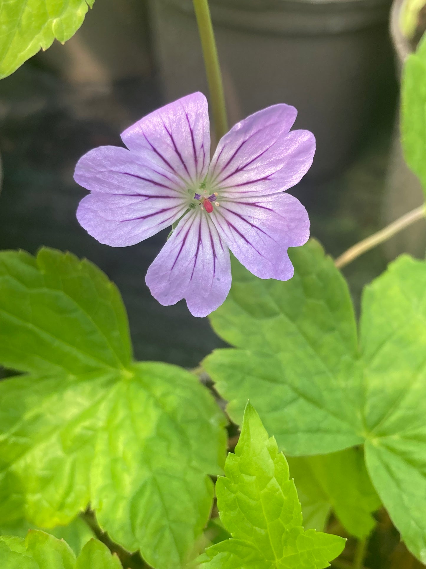 Geranium nodosum Svelte Lilac - Champion Plants