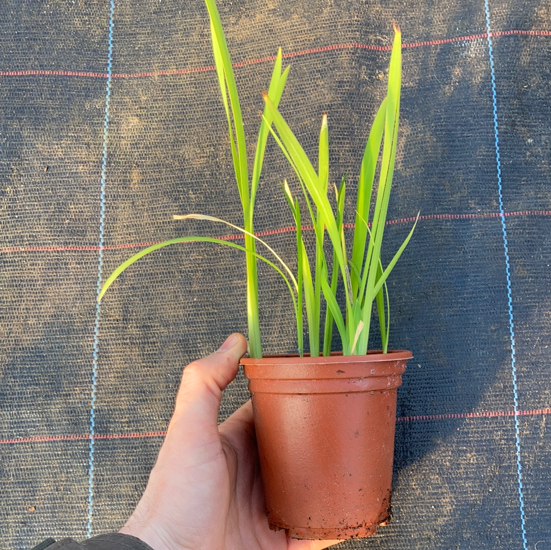 Hesperantha coccinea 'Fenland Daybreak' - Champion Plants
