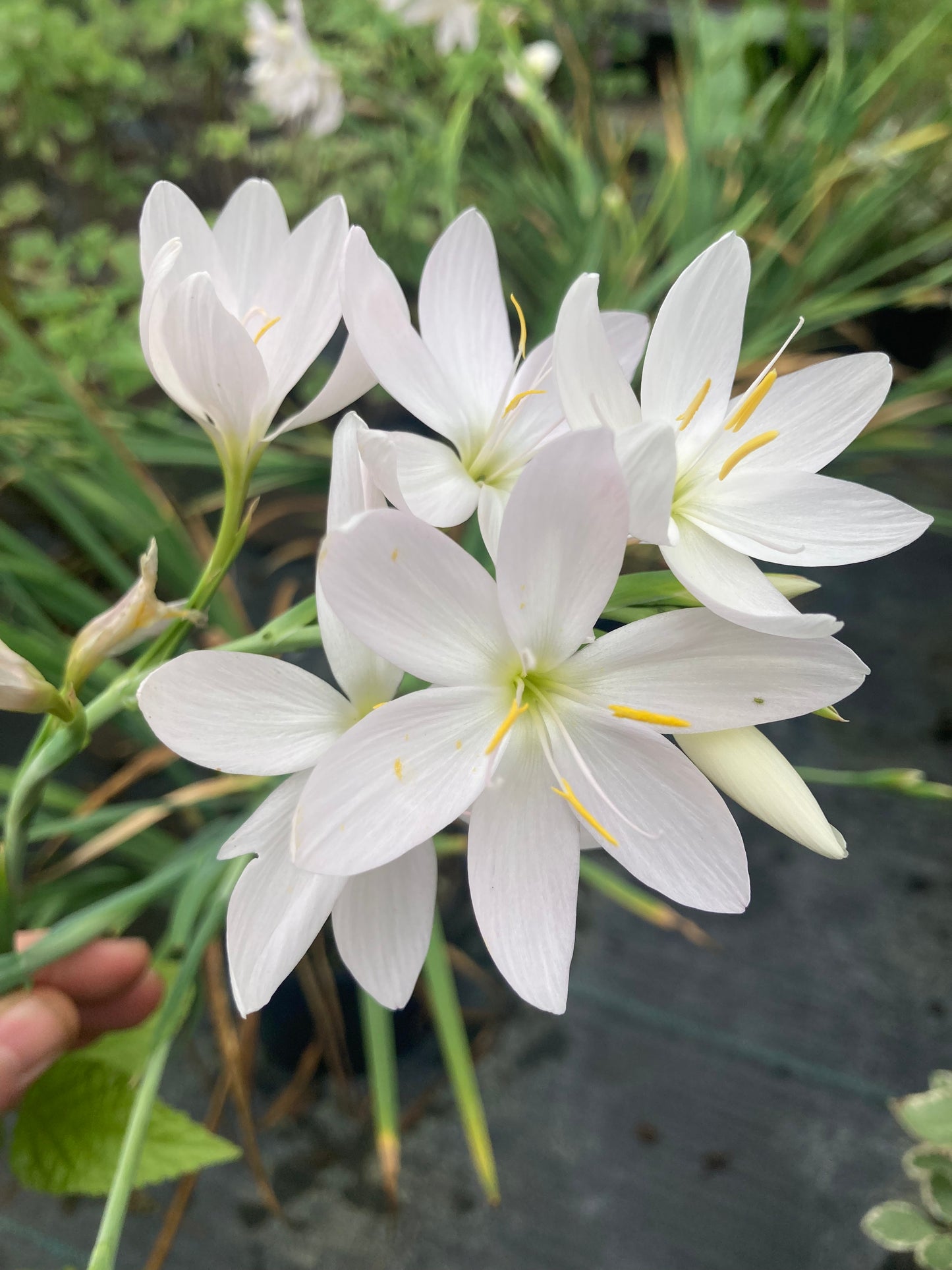Hesperantha coccinea 'Ice Maiden' - Champion Plants