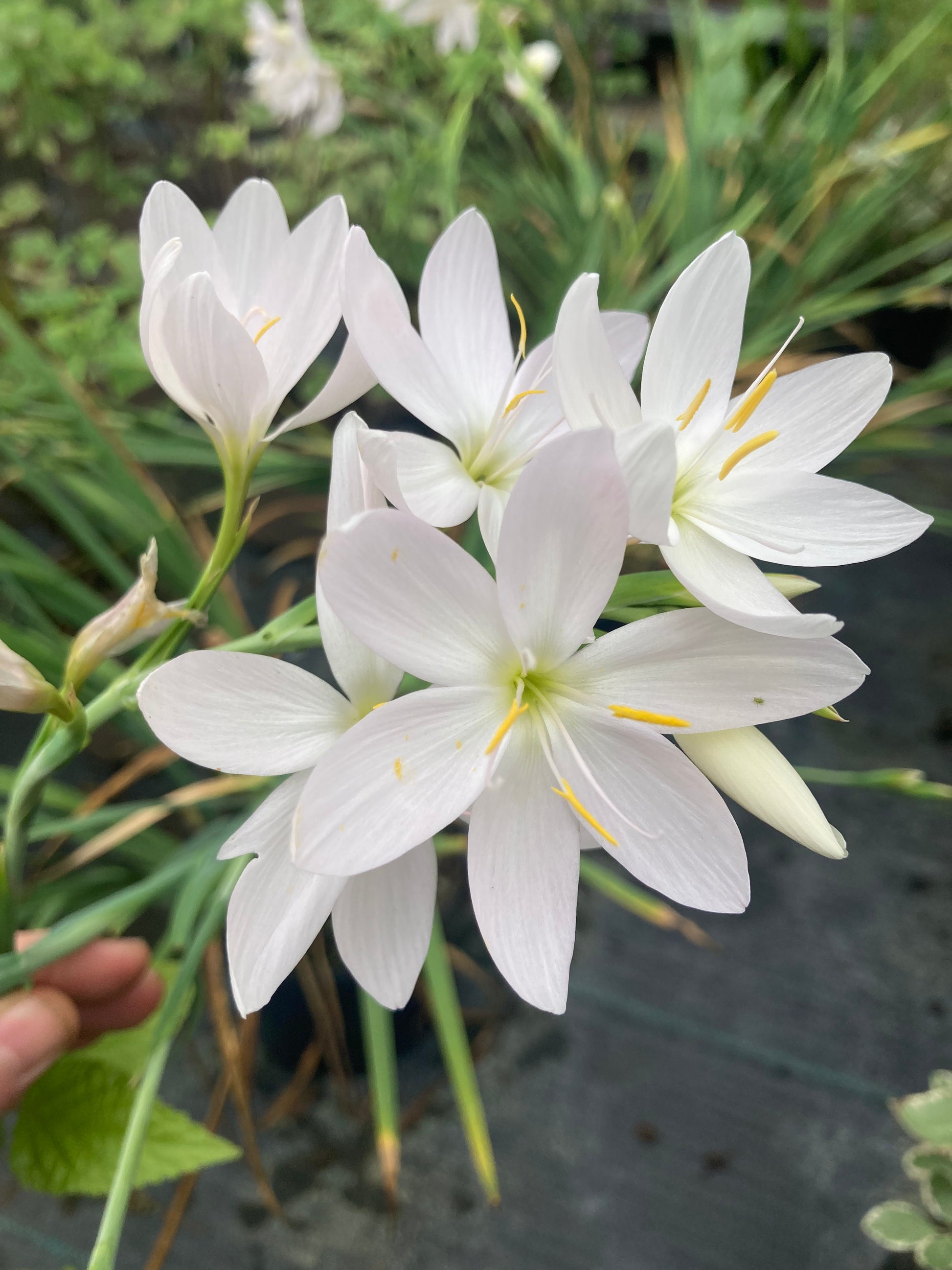 Hesperantha coccinea 'Ice Maiden' - Champion Plants
