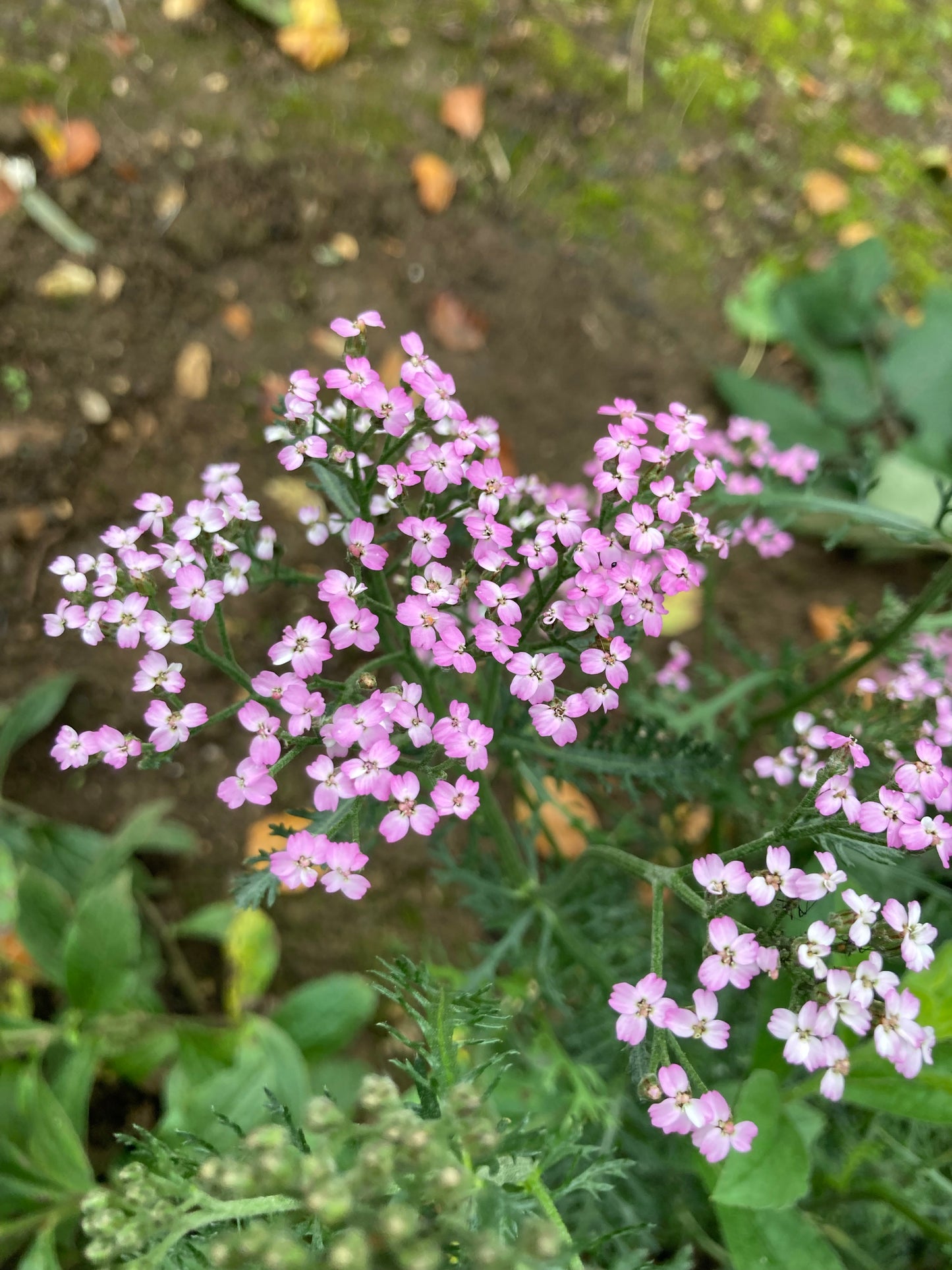 Achillea Lilac Beauty - Champion Plants