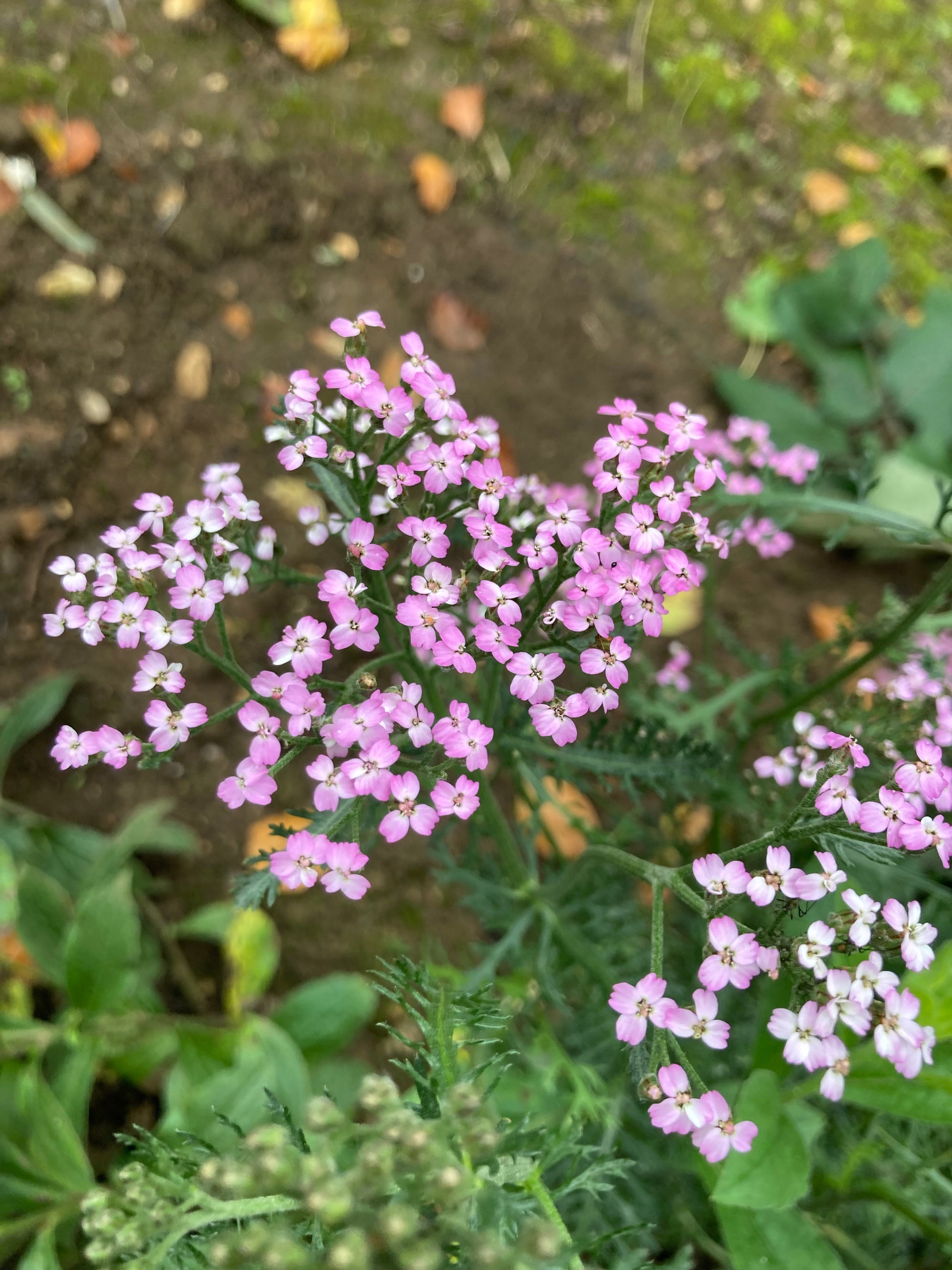 Achillea Lilac Beauty - Champion Plants