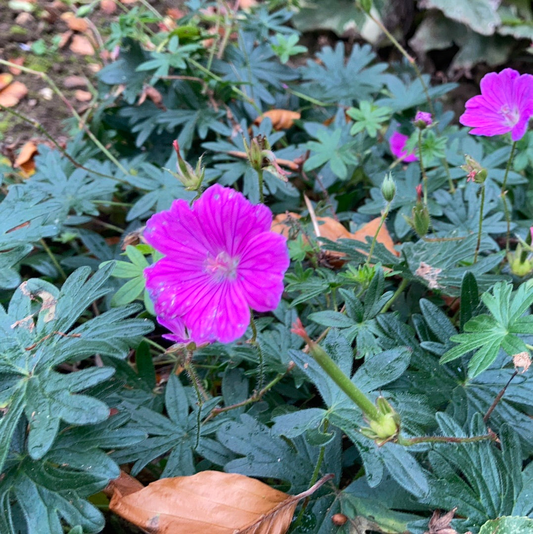 Geranium sanguinium Elsbeth - Champion Plants