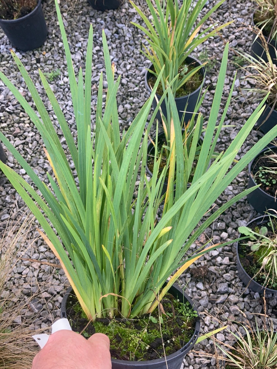 Hesperantha coccinea 'Zeal Salmon' - Champion Plants