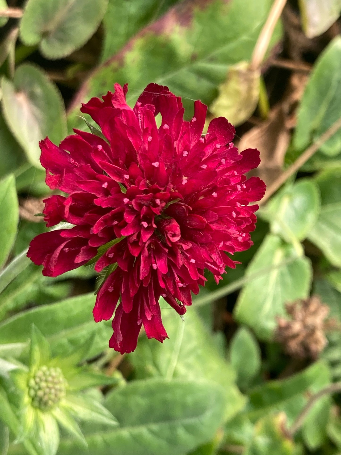 Knautia macedonica 'Red Knight' - Champion Plants