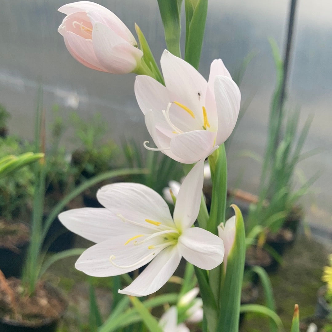 Hesperantha coccinea 'Ice Maiden' - Champion Plants