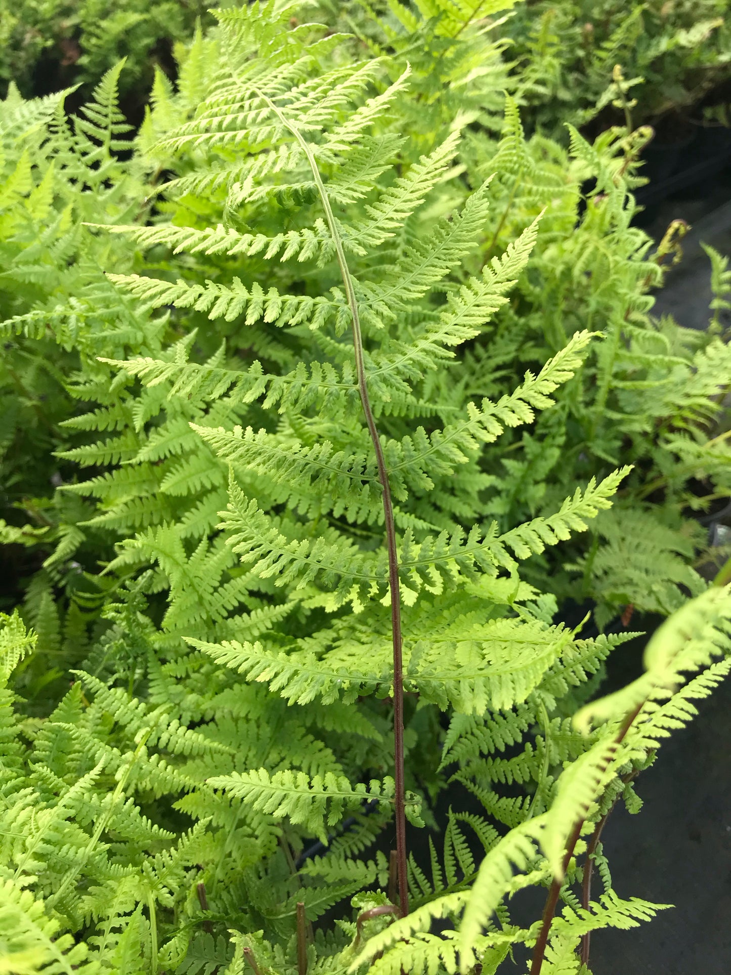 Athyrium filix-femina Lady In Red - AGM - Champion Plants