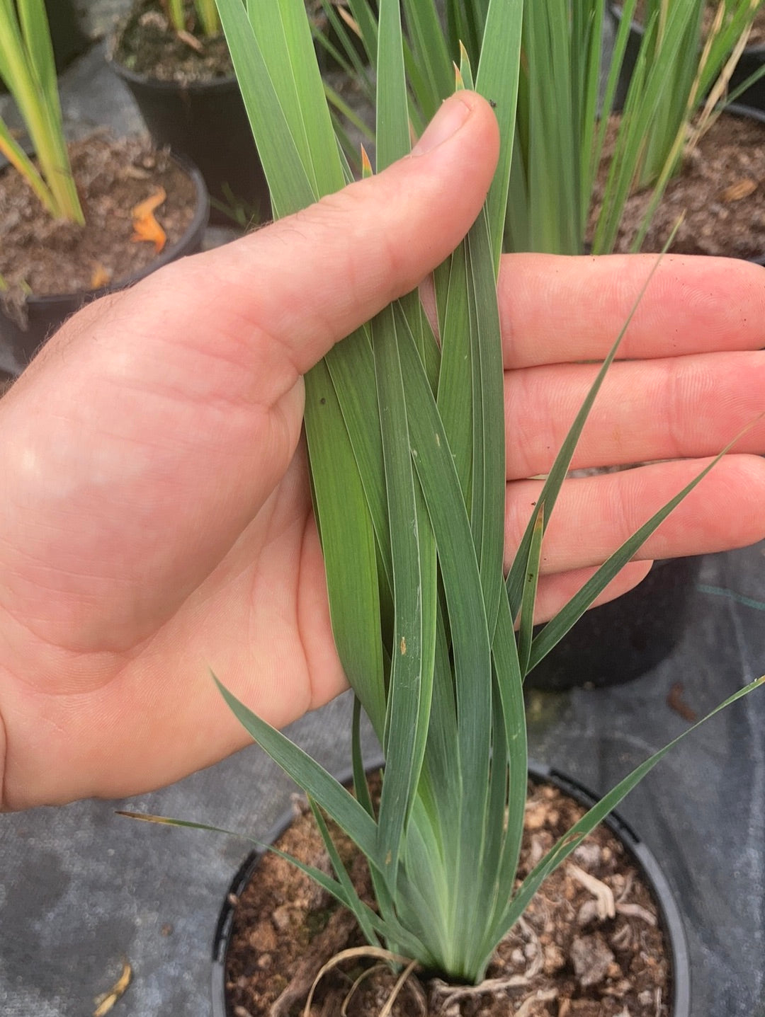 Iris sibirica Flight of Butterflies - Champion Plants