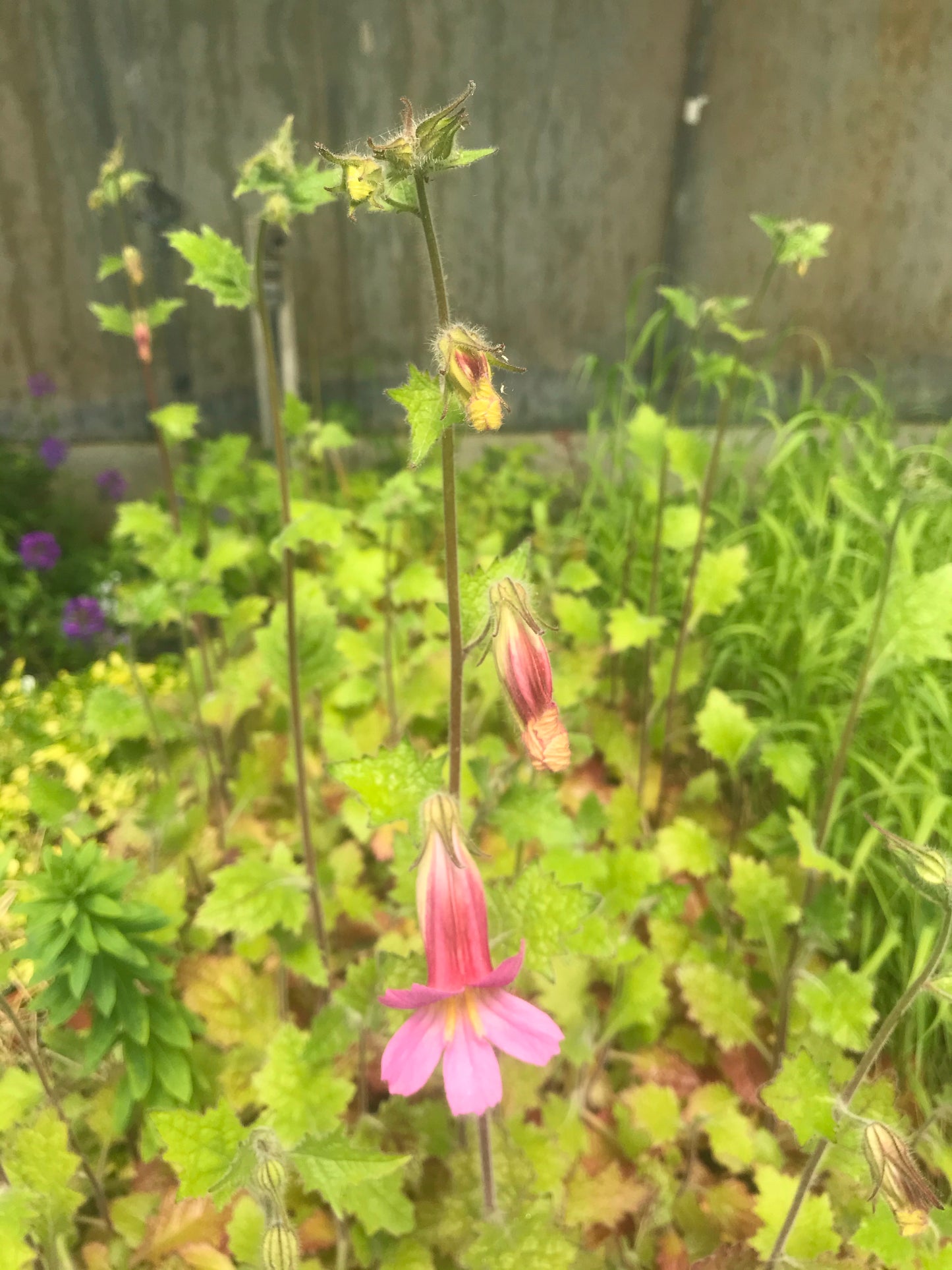 Rehmannia elata - AGM - Champion Plants