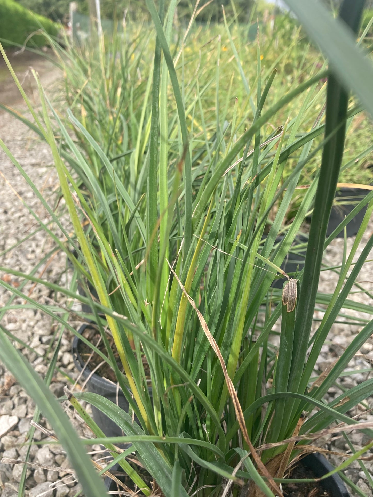 Kniphofia 'Bees Lemon' - Champion Plants