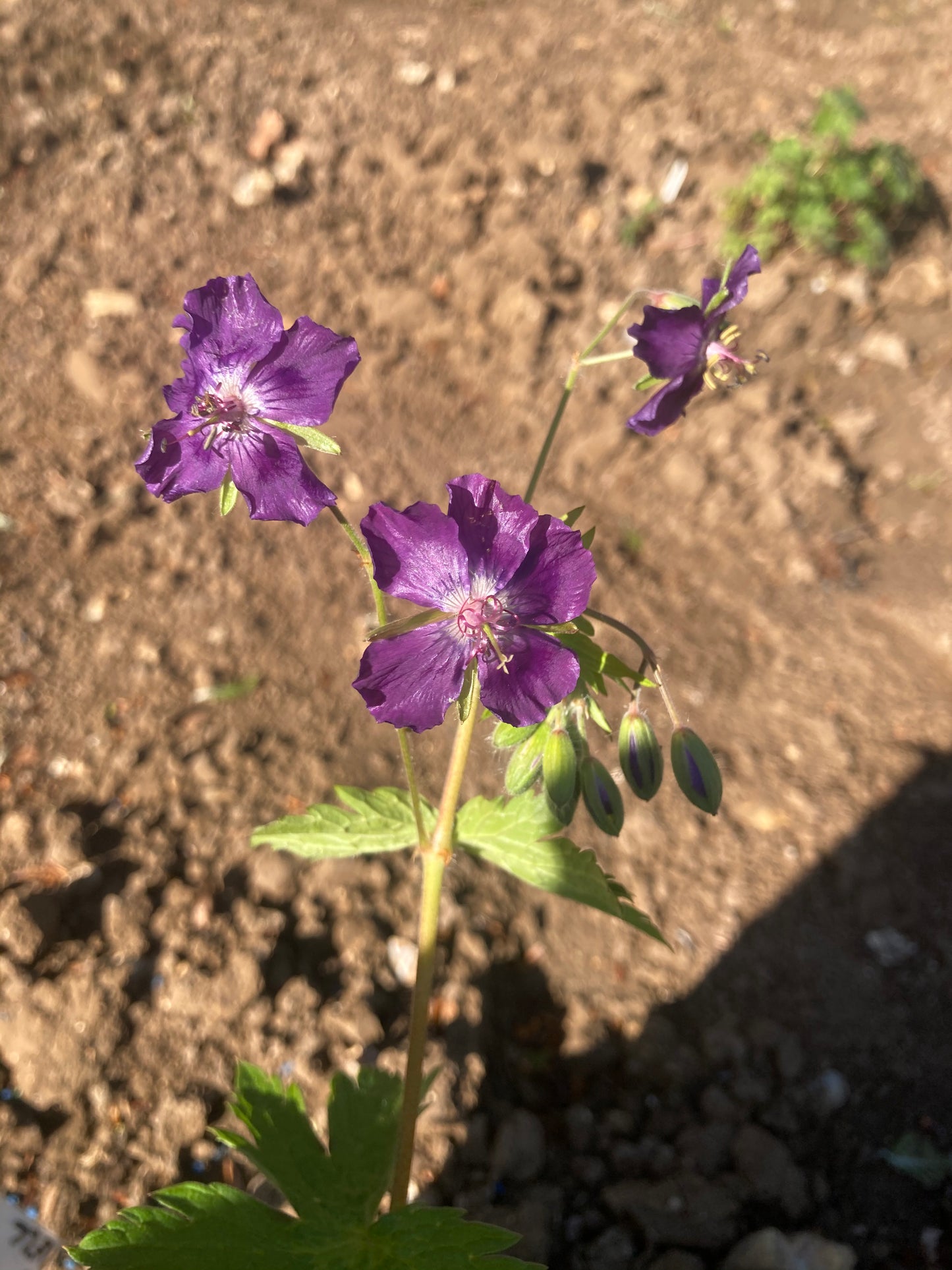 Geranium phaeum Lily Lovell - Champion Plants