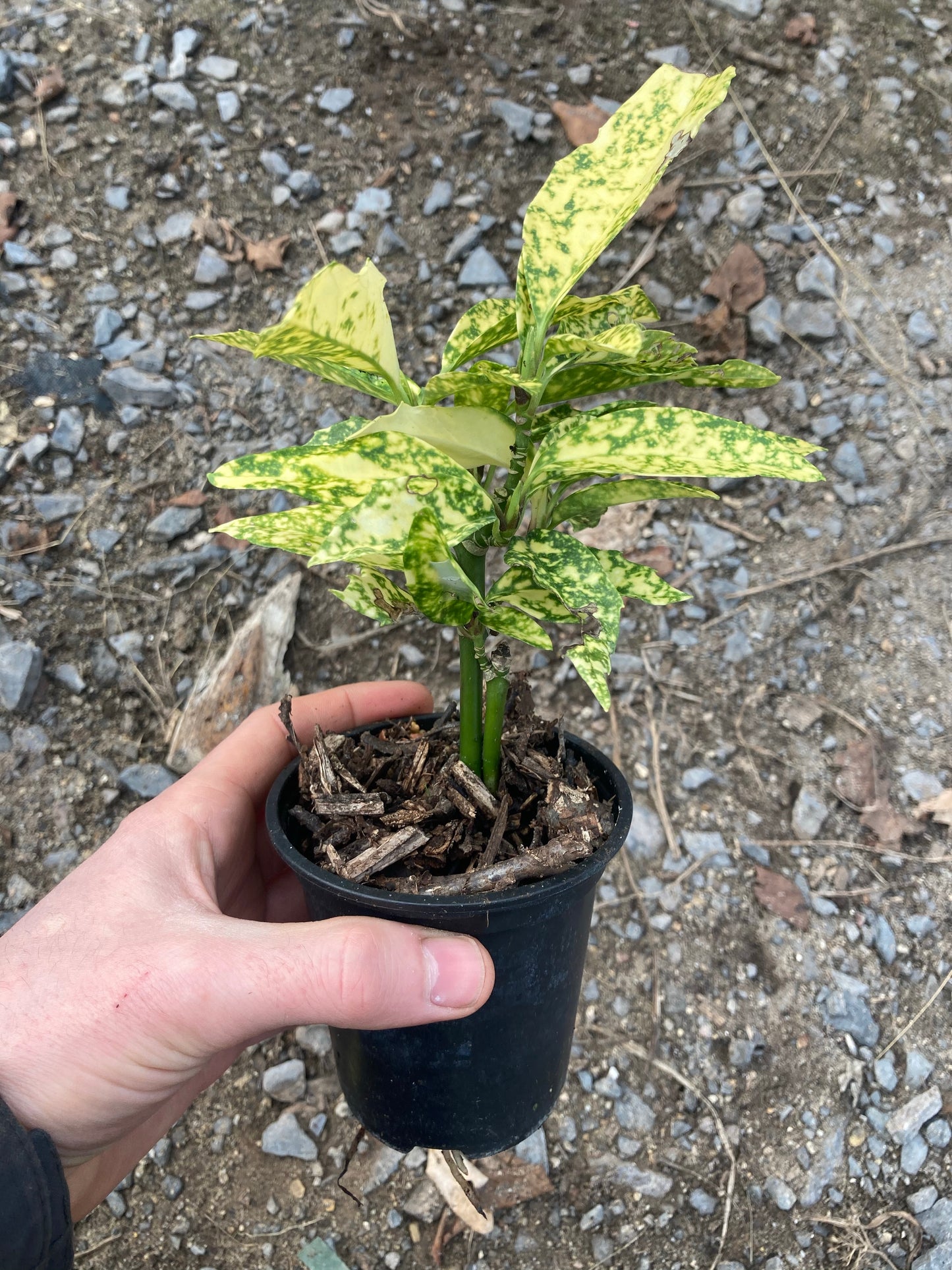 Aucuba Golden King - AGM - Champion Plants