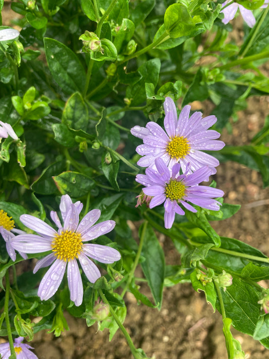 Kalimeris incisa Blue Star - Champion Plants