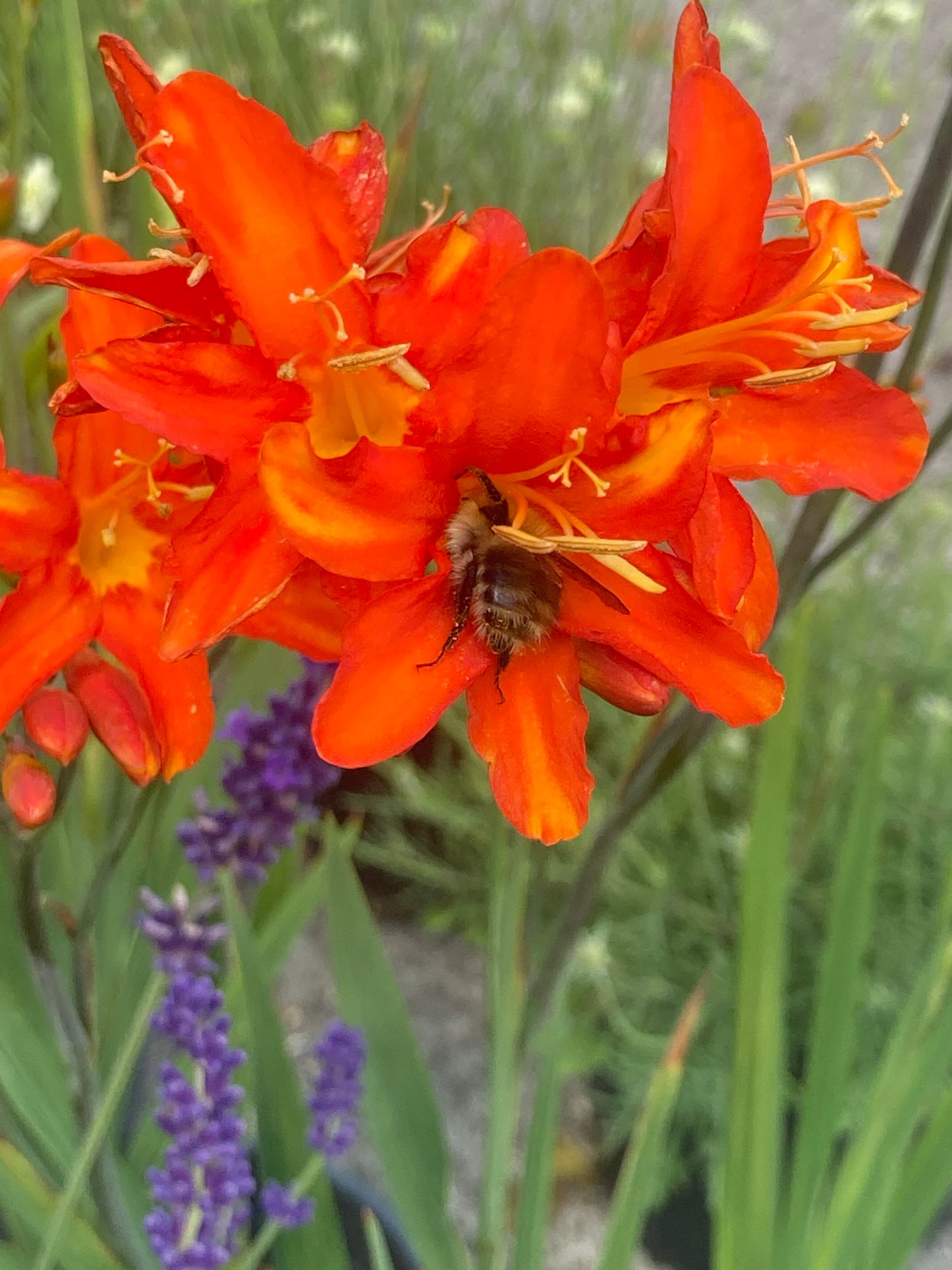 Crocosmia Spitfire - Champion Plants