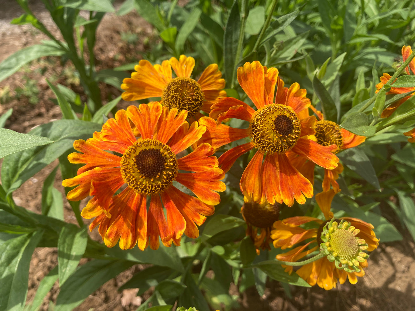 Helenium Waltraut - AGM - Champion Plants