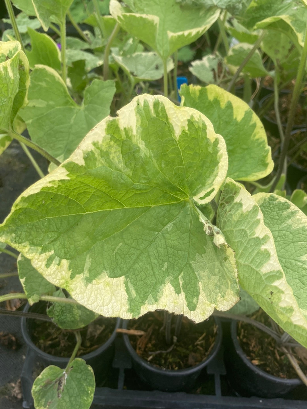 Brunnera macrophylla Hadspen Cream - AGM - Champion Plants