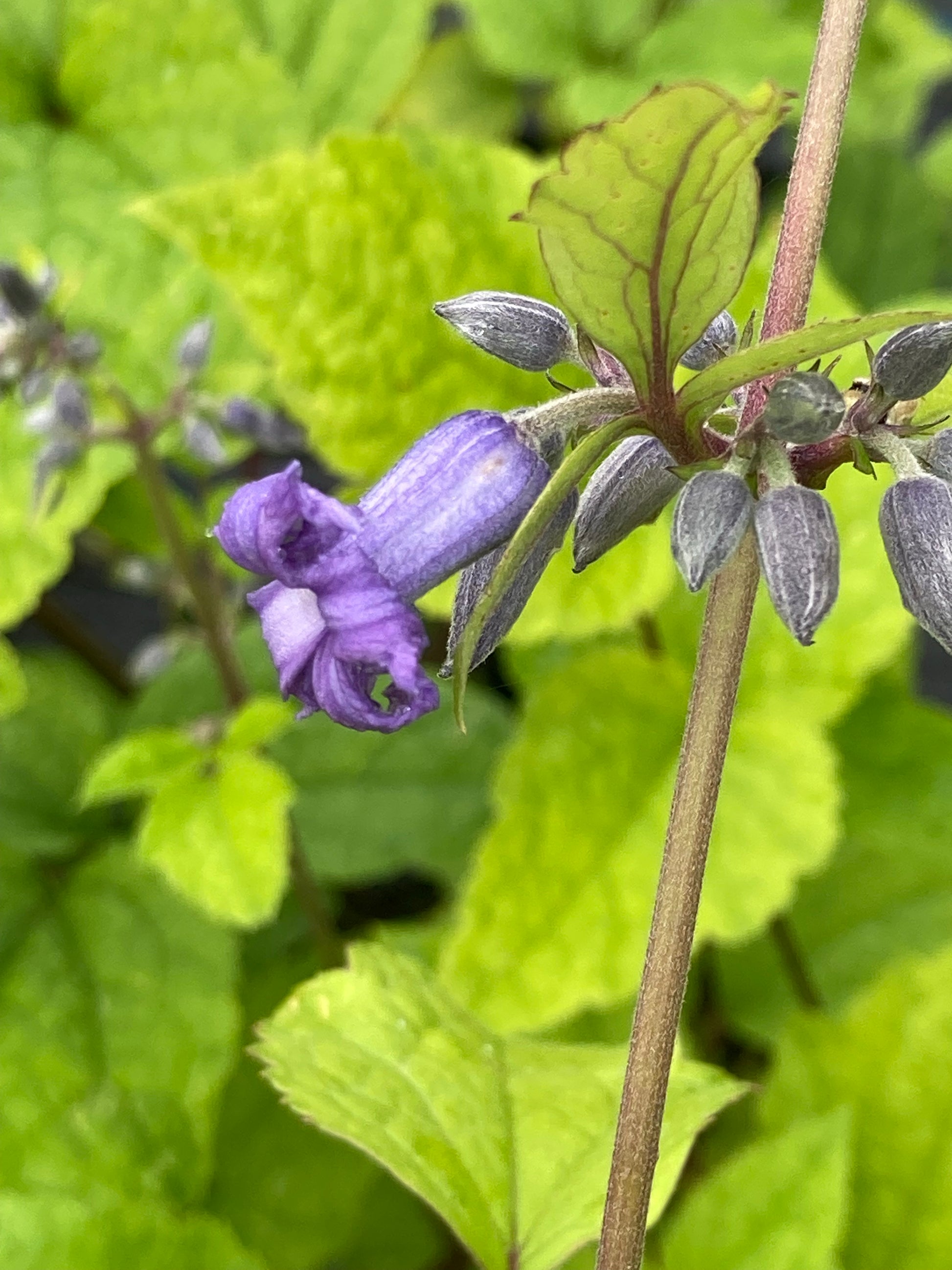 Clematis heracleifolia Cote d'Azur - Champion Plants