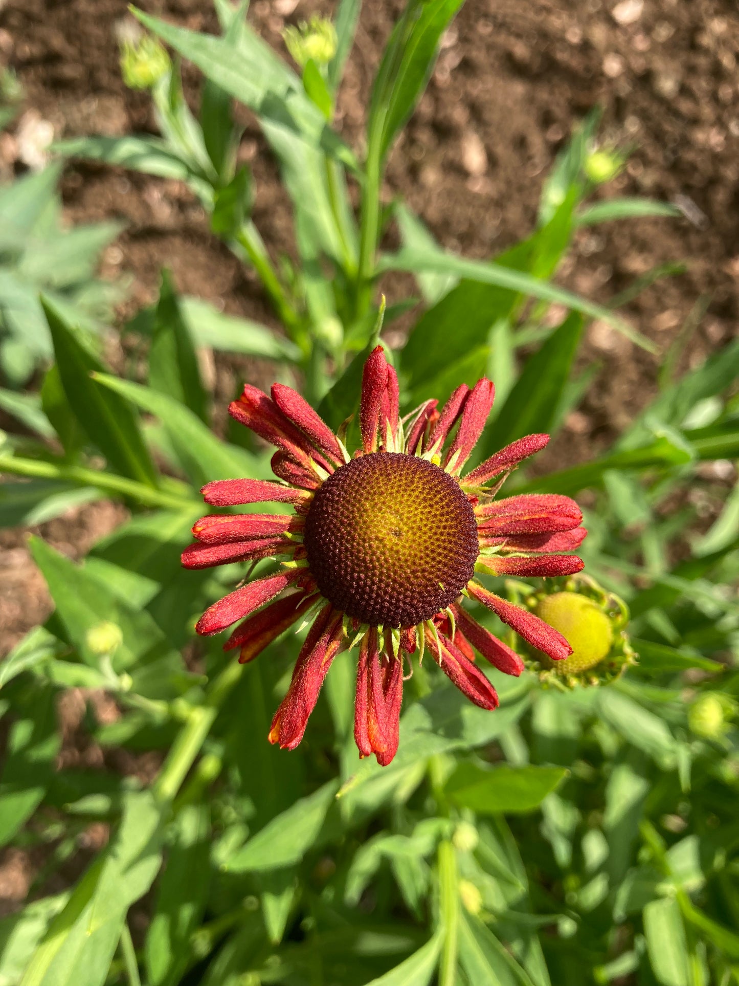 Helenium 'Moerheim Beauty' - AGM - Champion Plants