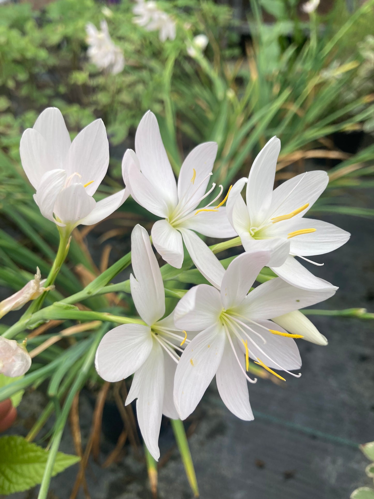 Hesperantha coccinea 'Ice Maiden' - Champion Plants