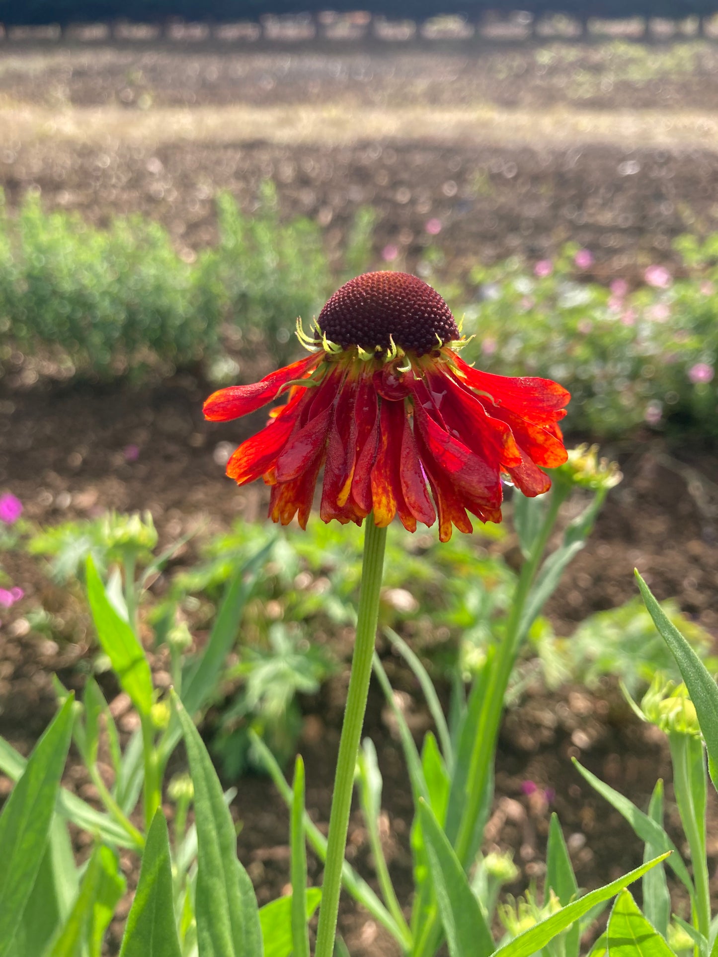 Helenium 'Moerheim Beauty' - AGM - Champion Plants