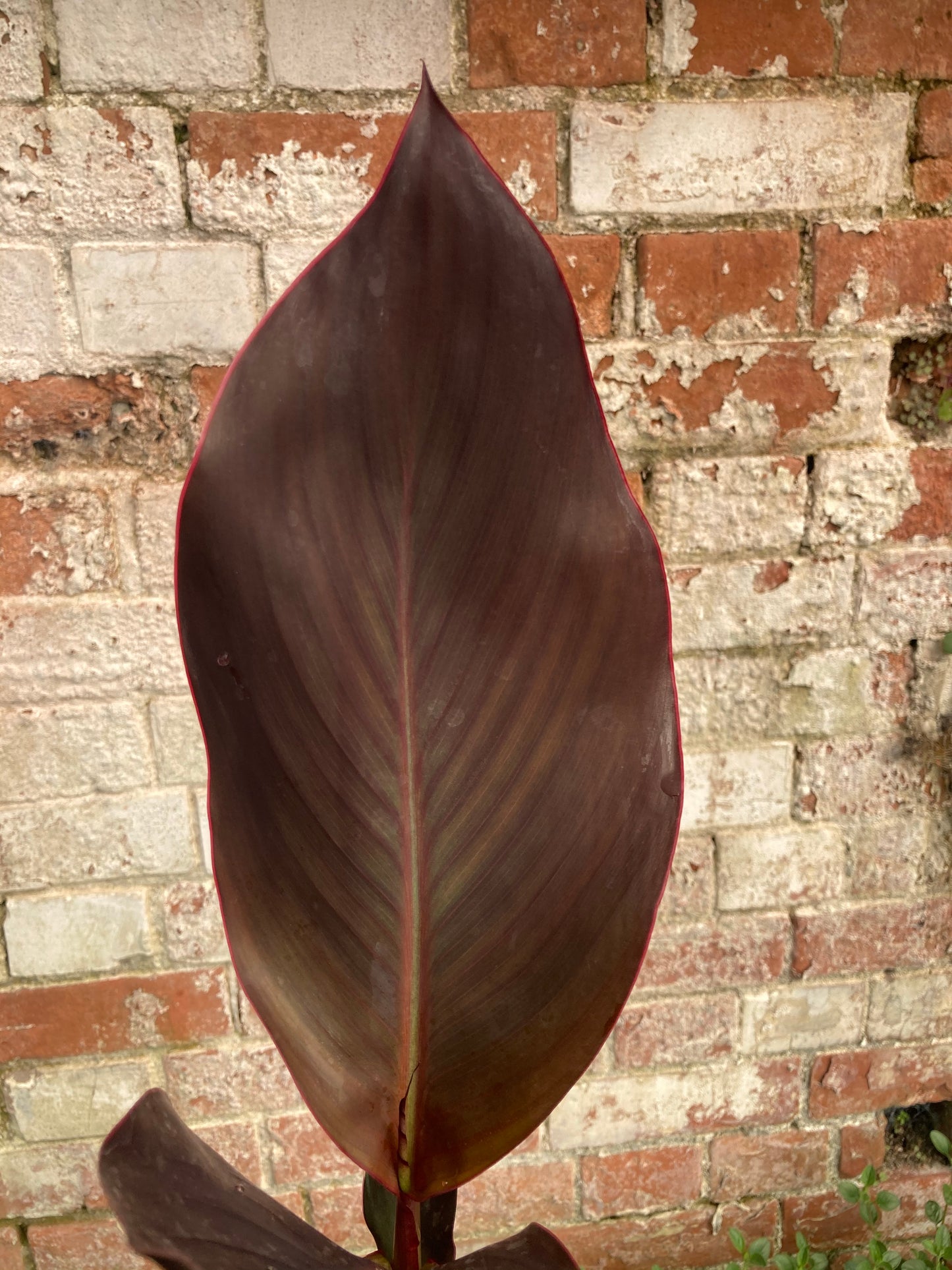 Canna General Eisenhower - AGM - Champion Plants