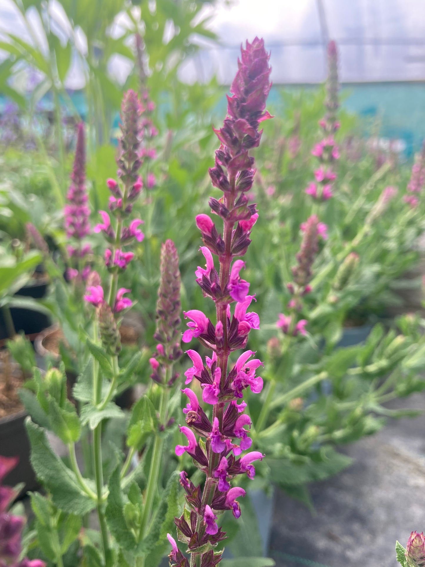 Salvia nemorosa Pink Friesland - Champion Plants