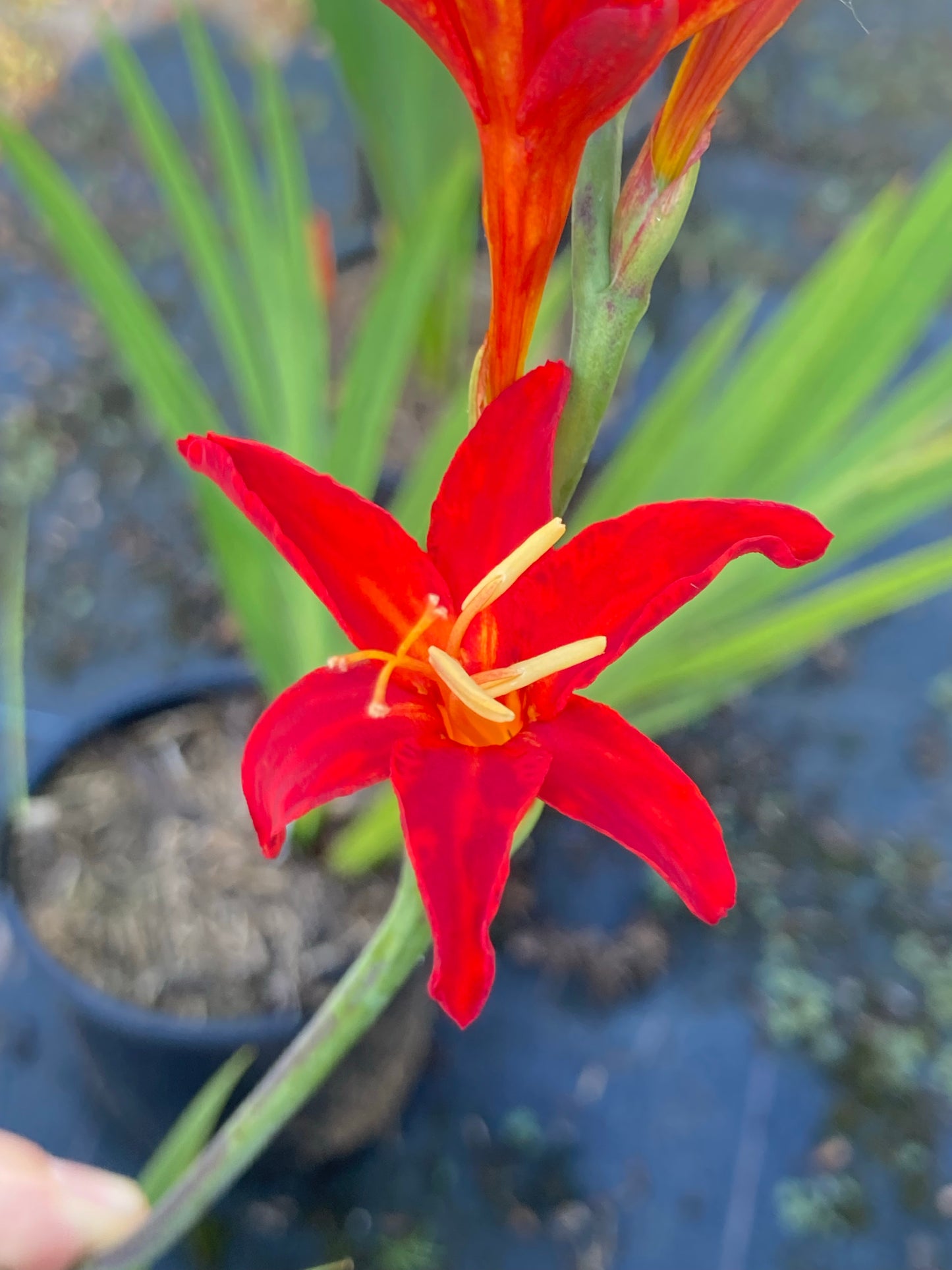 Crocosmia Bressingham Blaze - Champion Plants