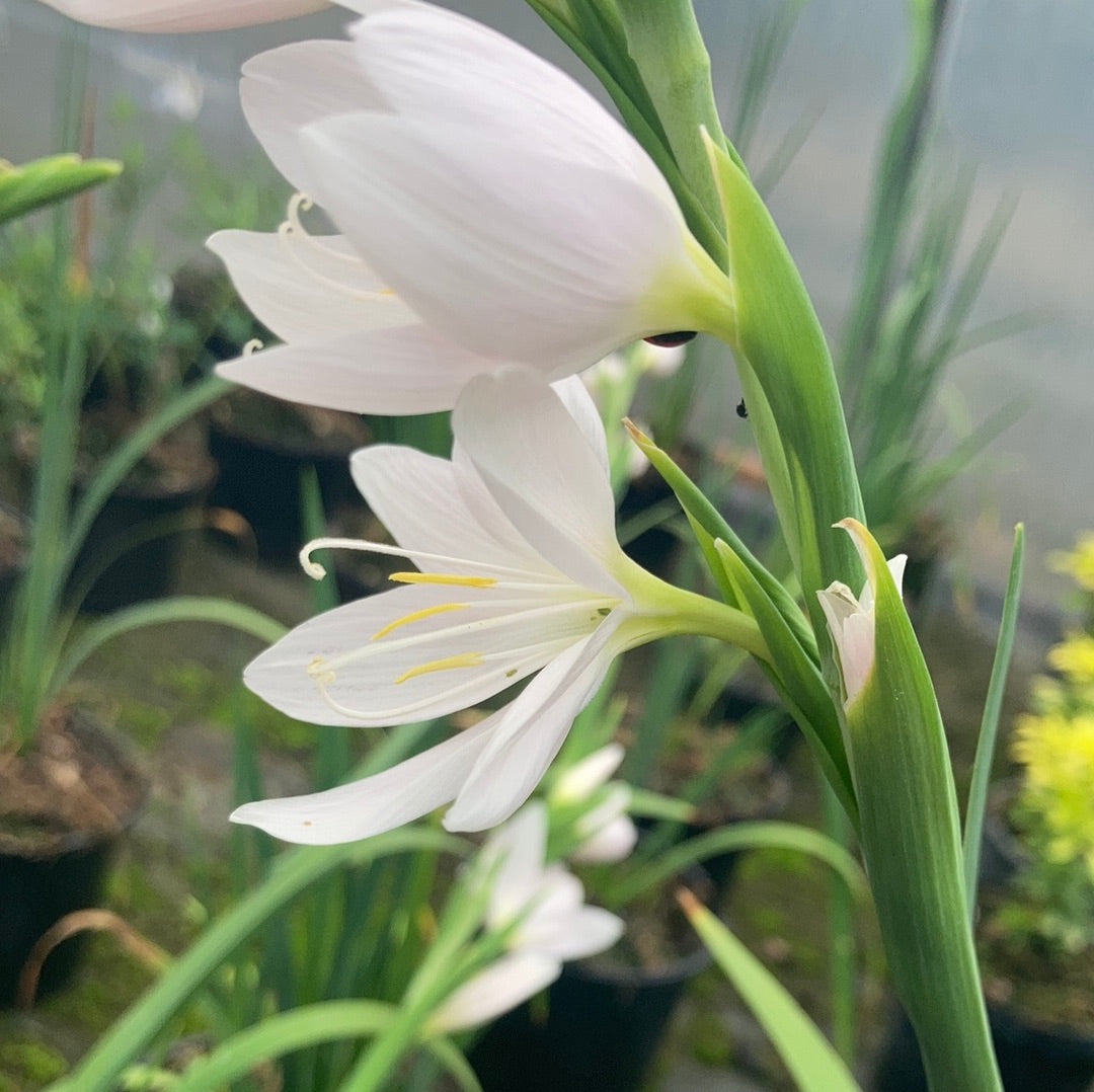 Hesperantha coccinea 'Ice Maiden' - Champion Plants
