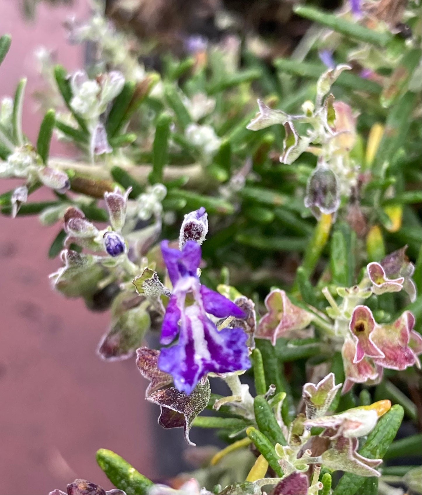 Rosmarinus officinalis Sorcerer’s Apprentice - Champion Plants