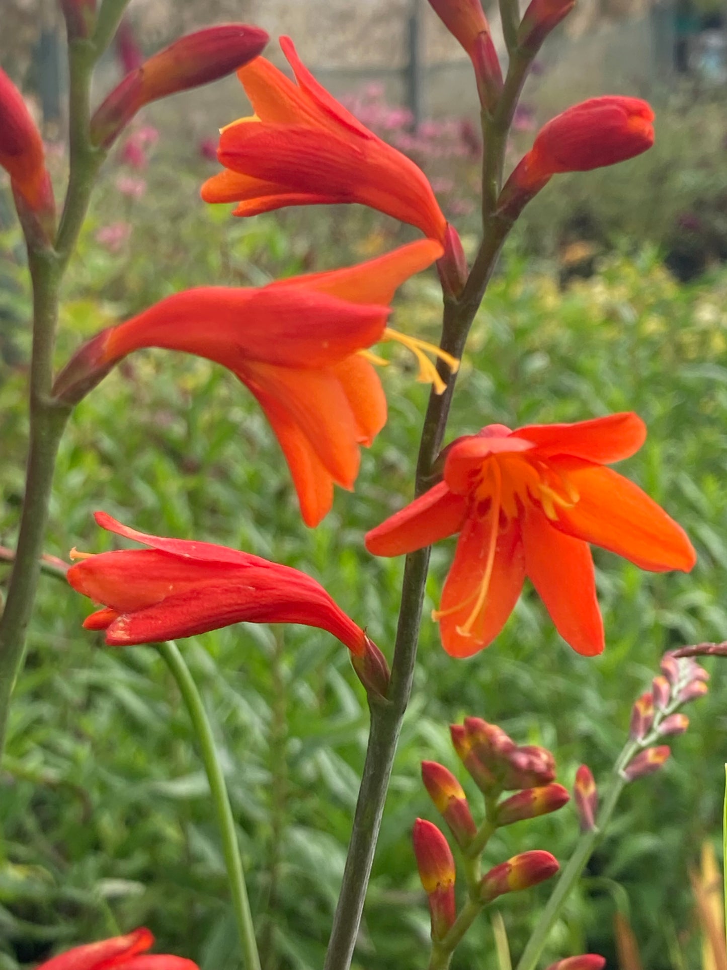 Crocosmia 'Jackanapes' - Champion Plants
