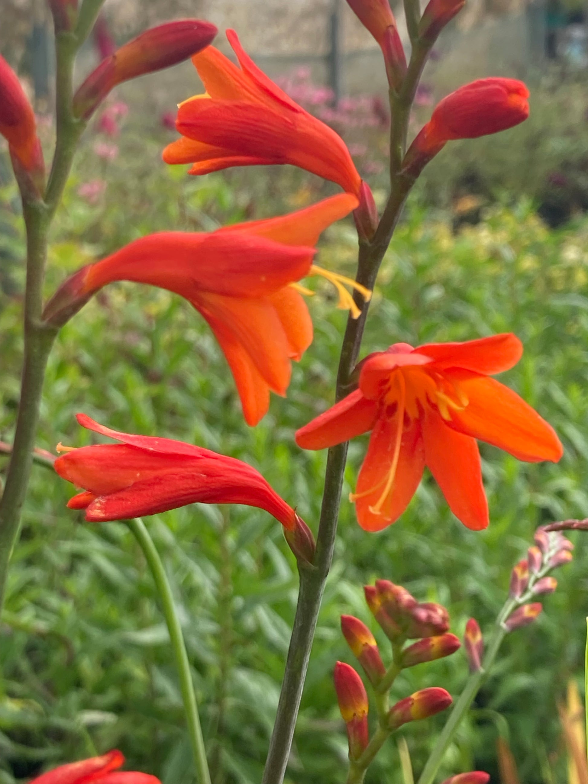 Crocosmia 'Jackanapes' - Champion Plants