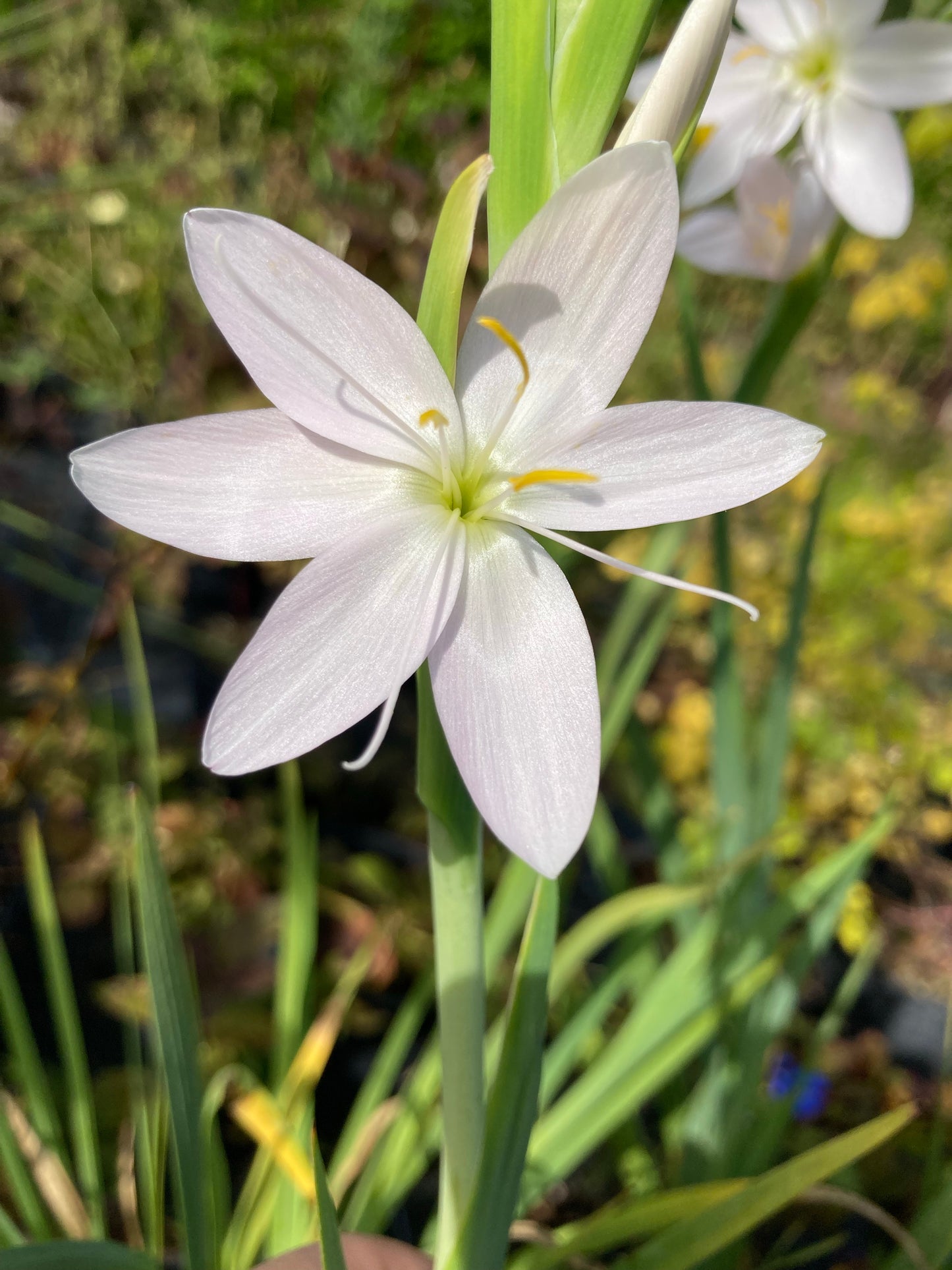 Hesperantha coccinea 'Ice Maiden' - Champion Plants