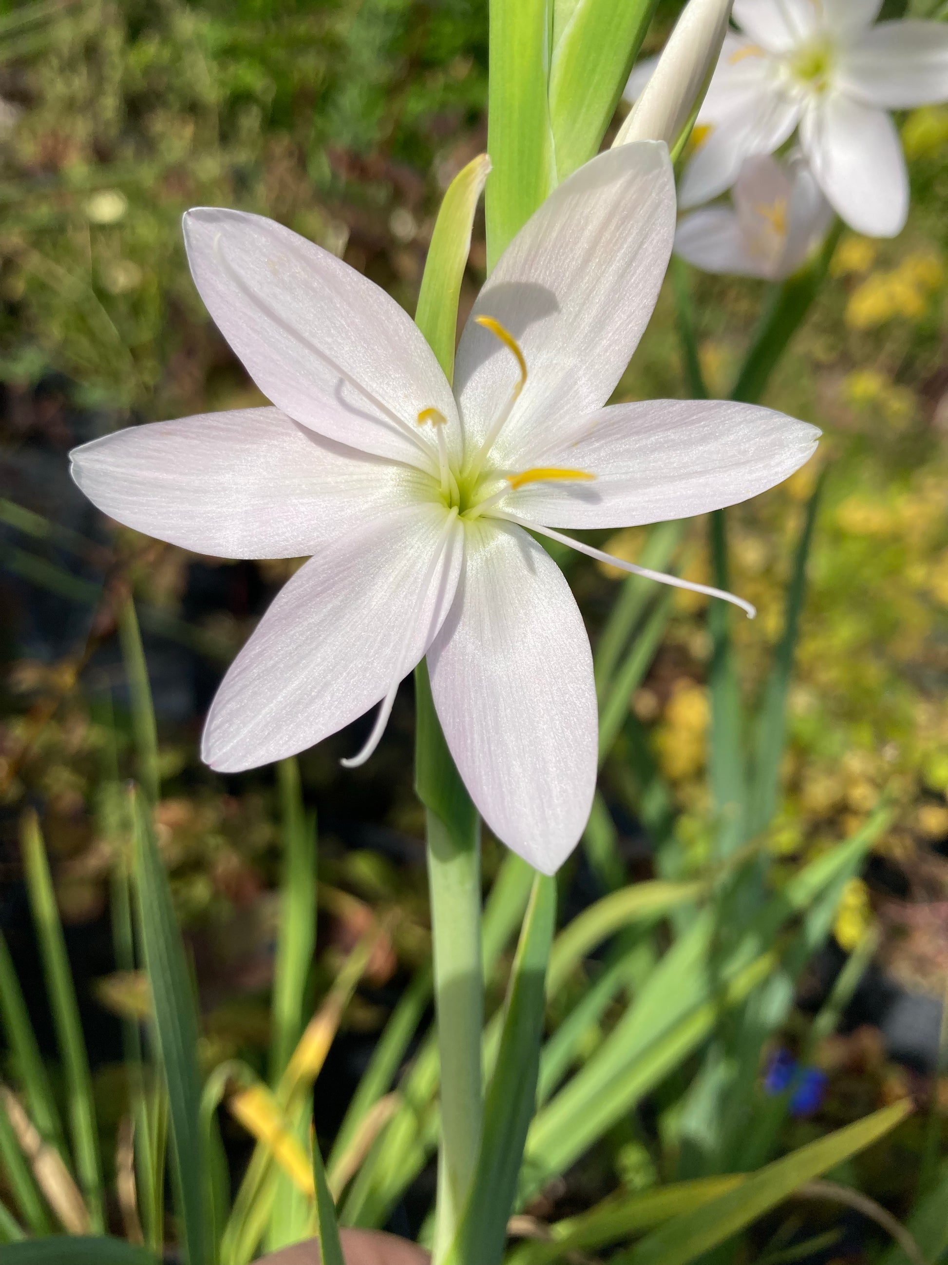 Hesperantha coccinea 'Ice Maiden' - Champion Plants