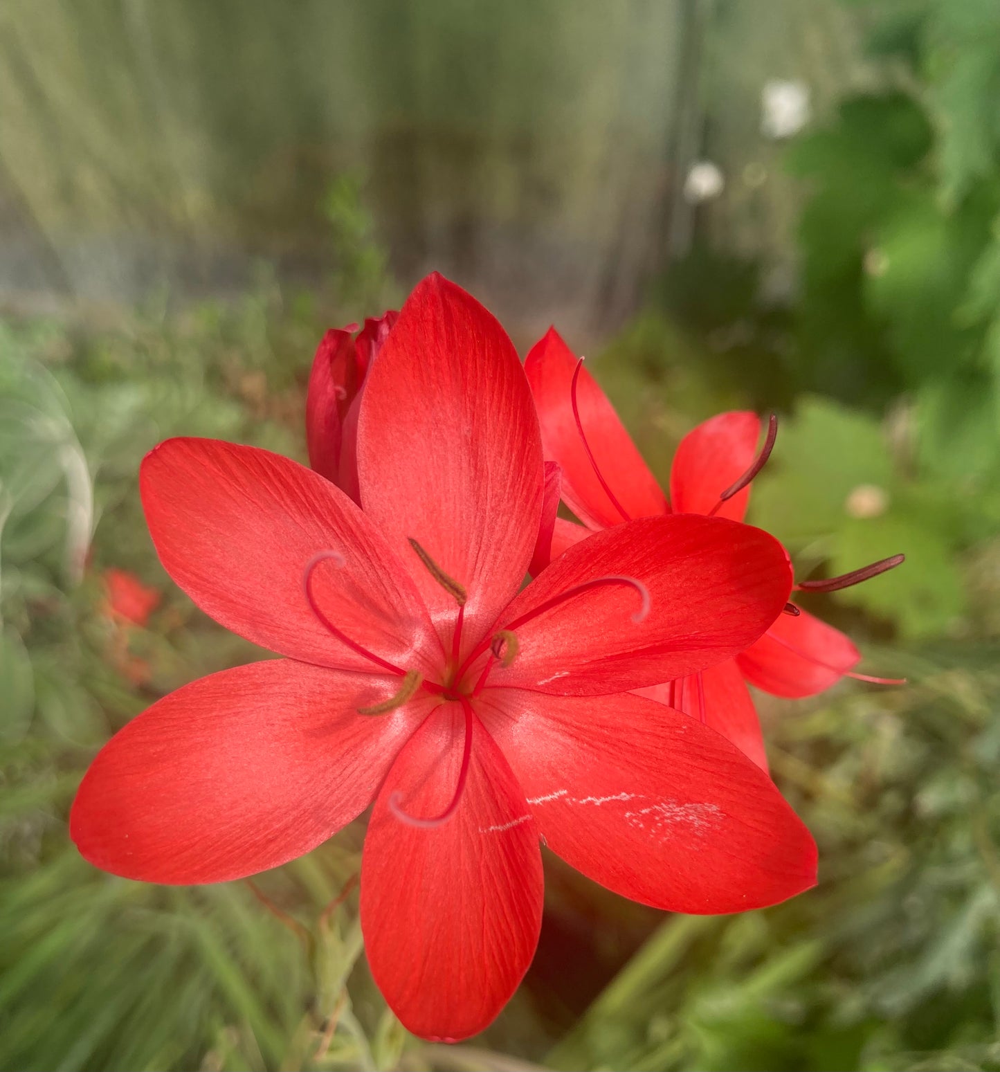 Hesperantha coccinea 'Major' - AGM - Champion Plants