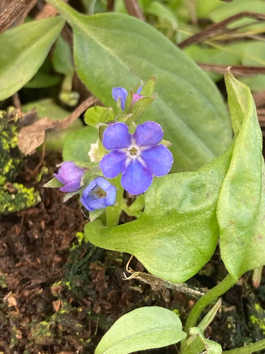 Omphalodes cappadocica Cherry Ingram - AGM - Champion Plants